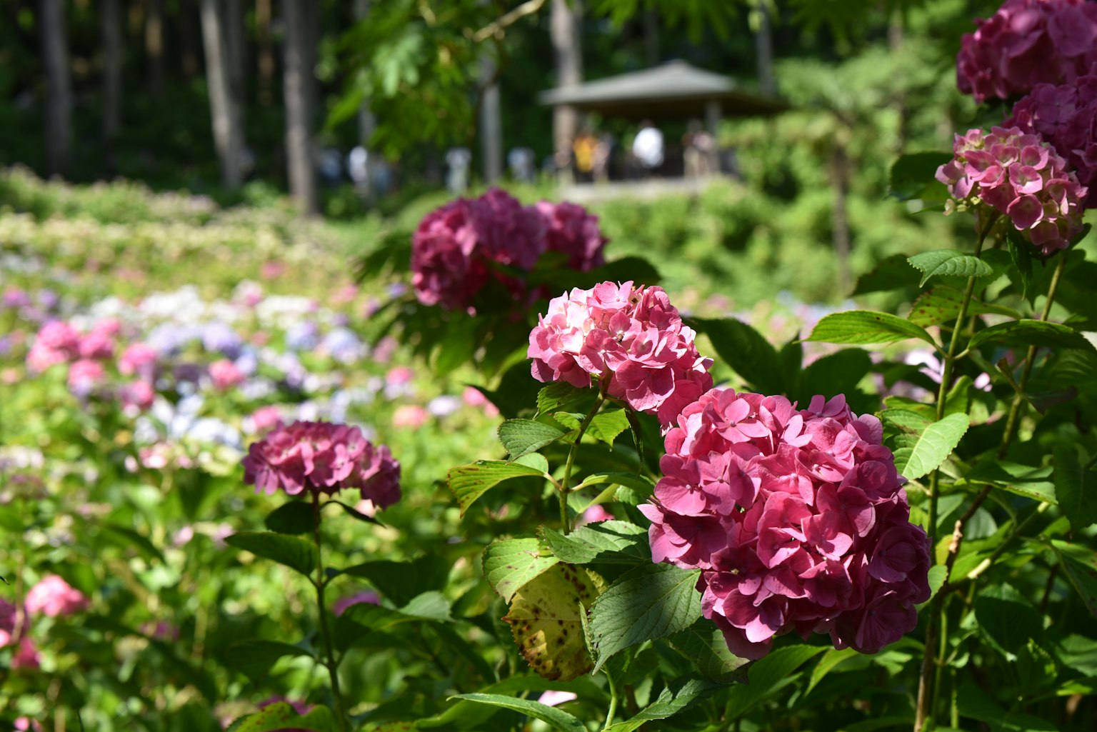 Pemandangan taman dengan hydrangea berwarna-warni yang cerah