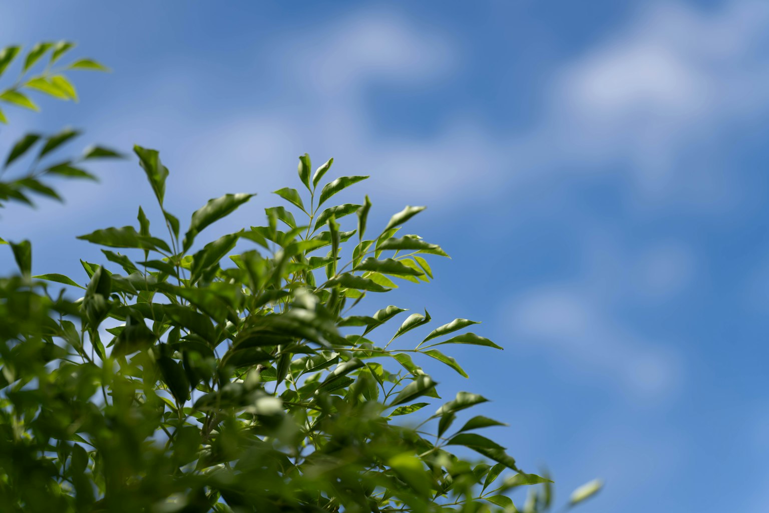 Close-up daun hijau dengan latar belakang langit biru