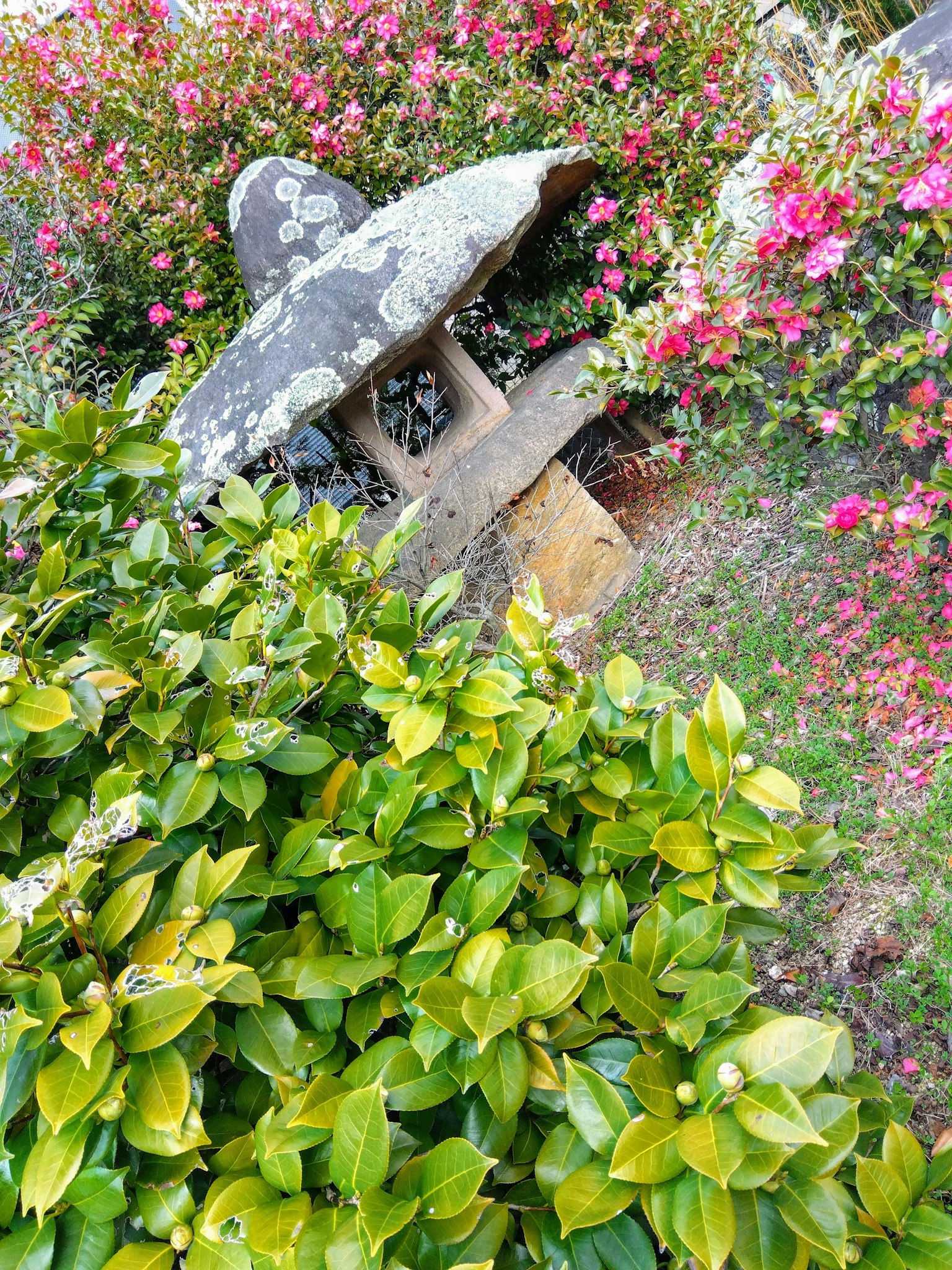 石雕被五彩繽紛的花朵和綠色葉子包圍