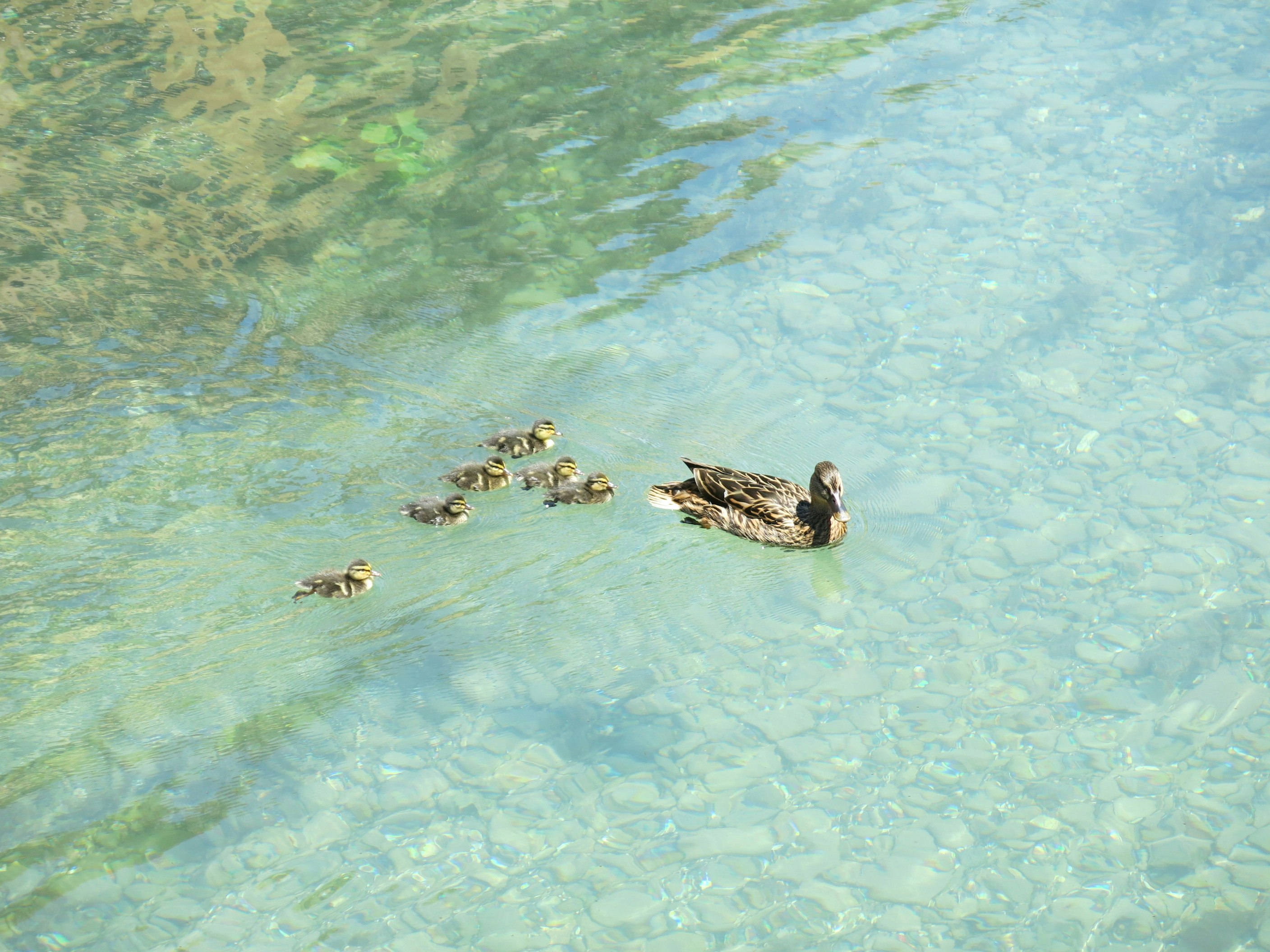 澄んだ浅瀬で泳ぐアヒルと小さなヒナ