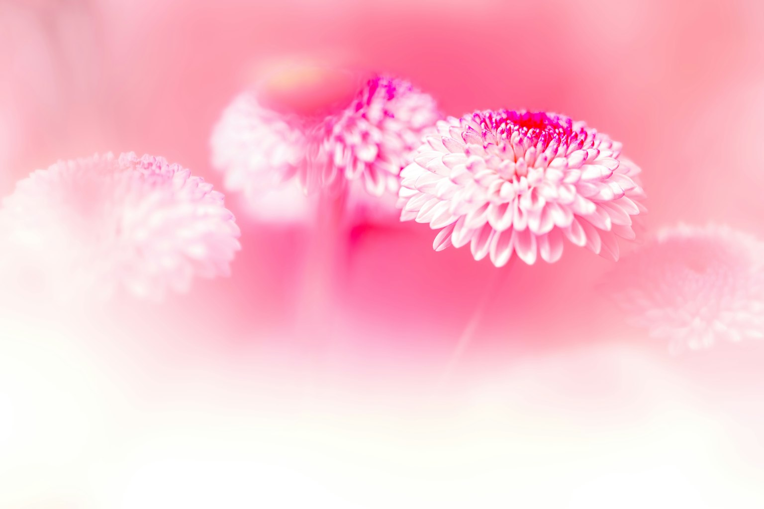 Cận cảnh những bông hoa nhỏ trên nền hồng nhạt