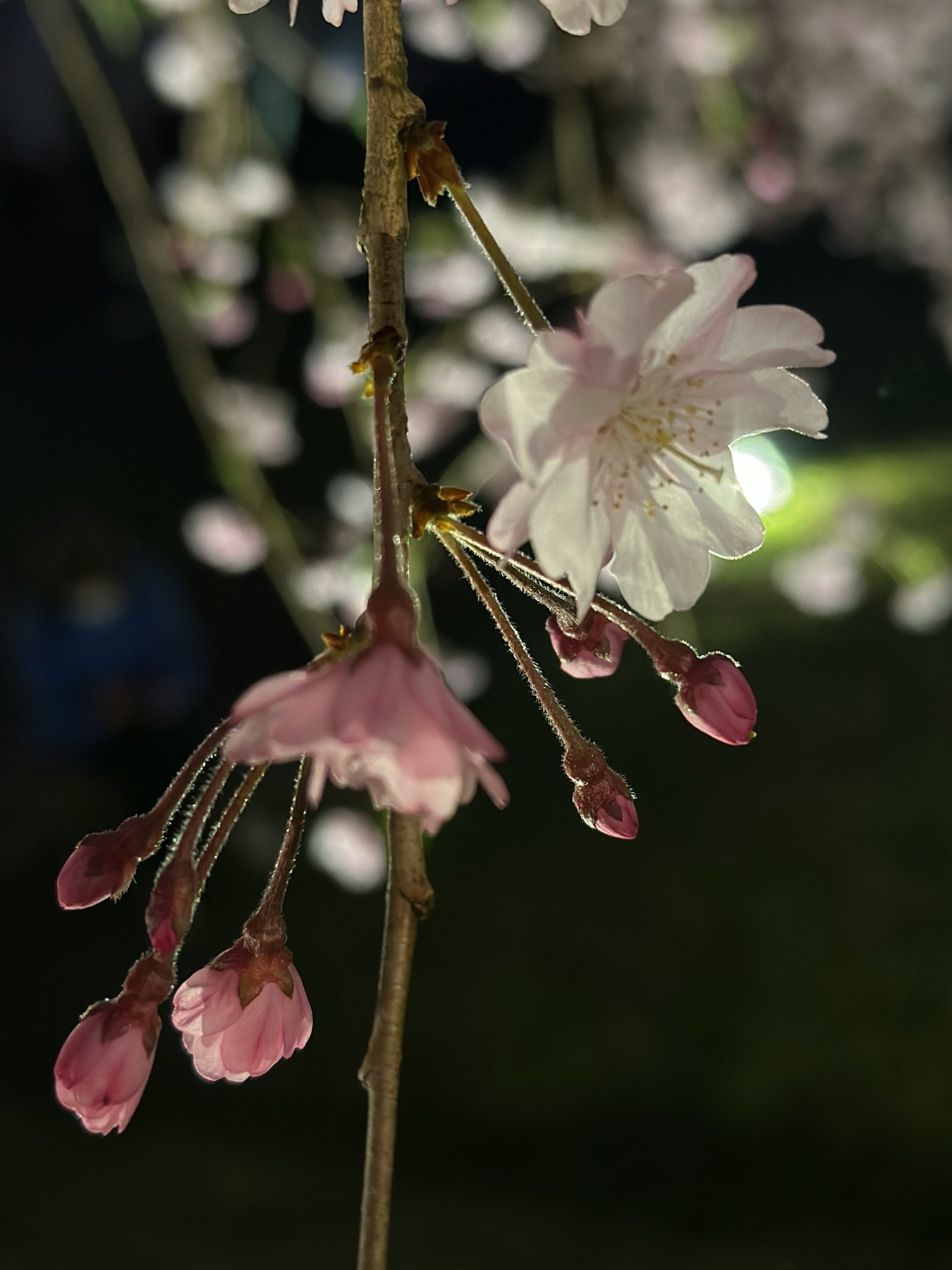 ภาพระยะใกล้ของดอกซากุระและตูมที่ส่องสว่างในตอนกลางคืน