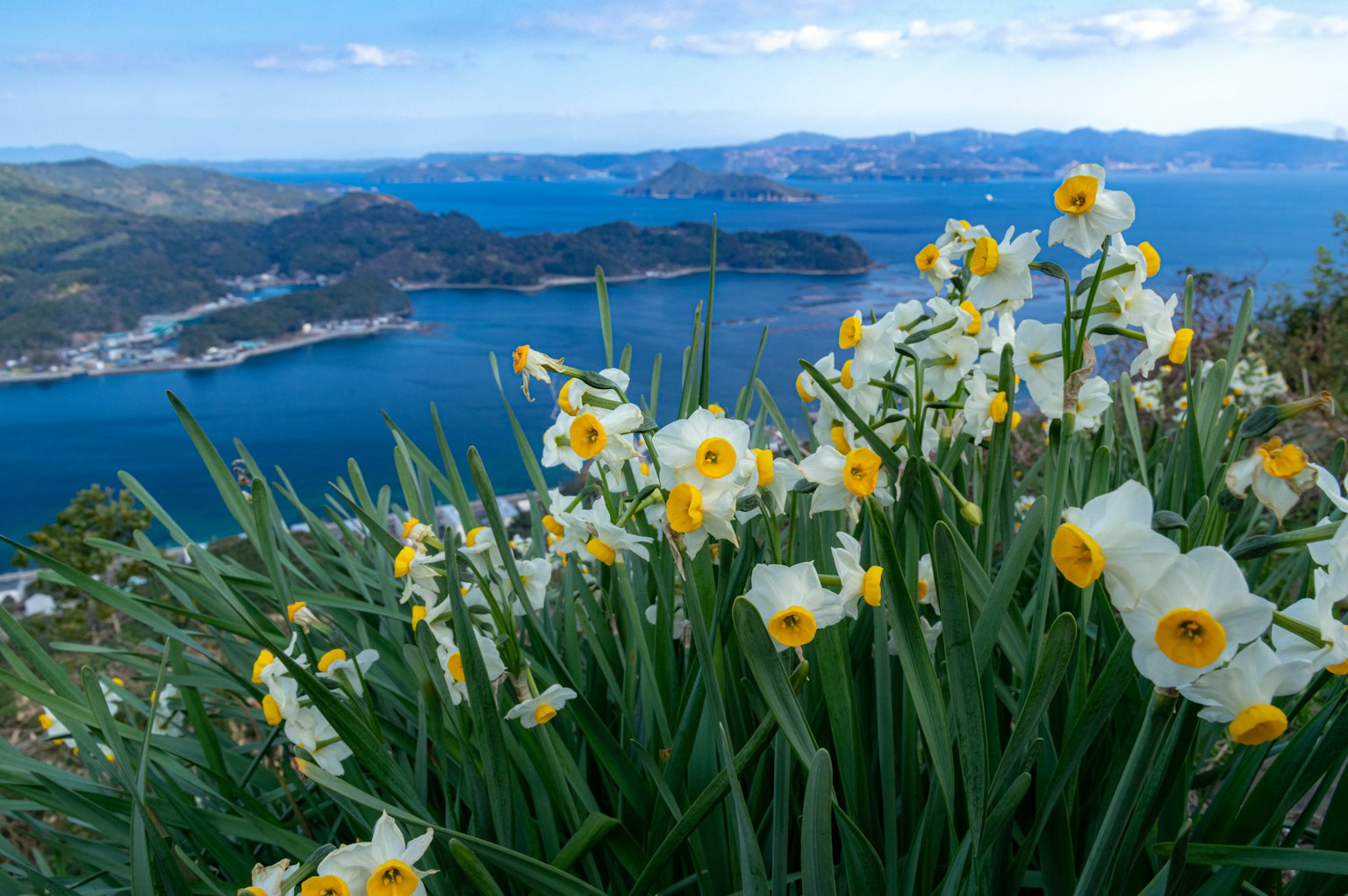 Pemandangan bunga daffodil putih yang mekar dengan latar belakang pantai yang indah