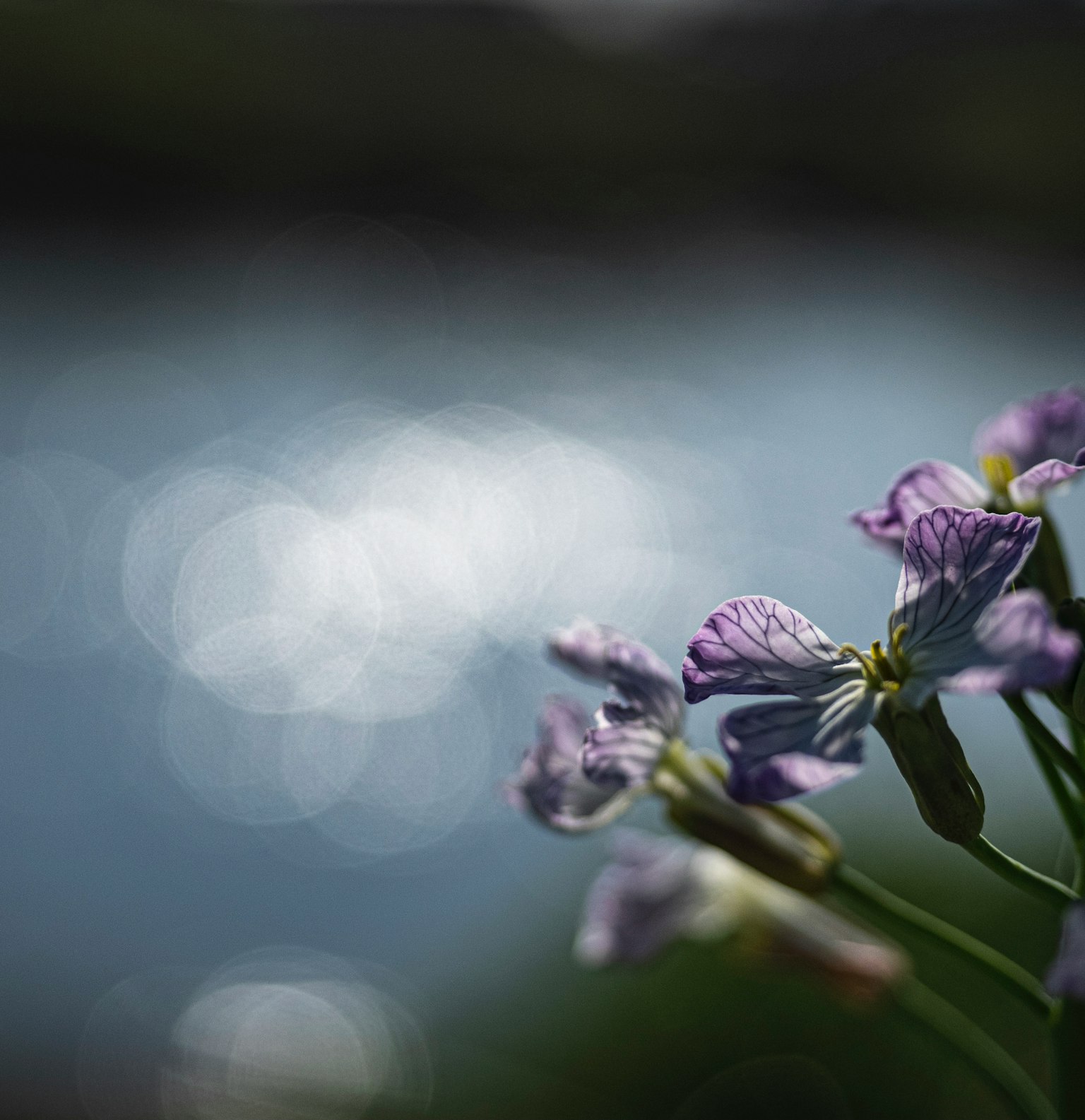 Flores moradas floreciendo frente a una superficie de agua brillante