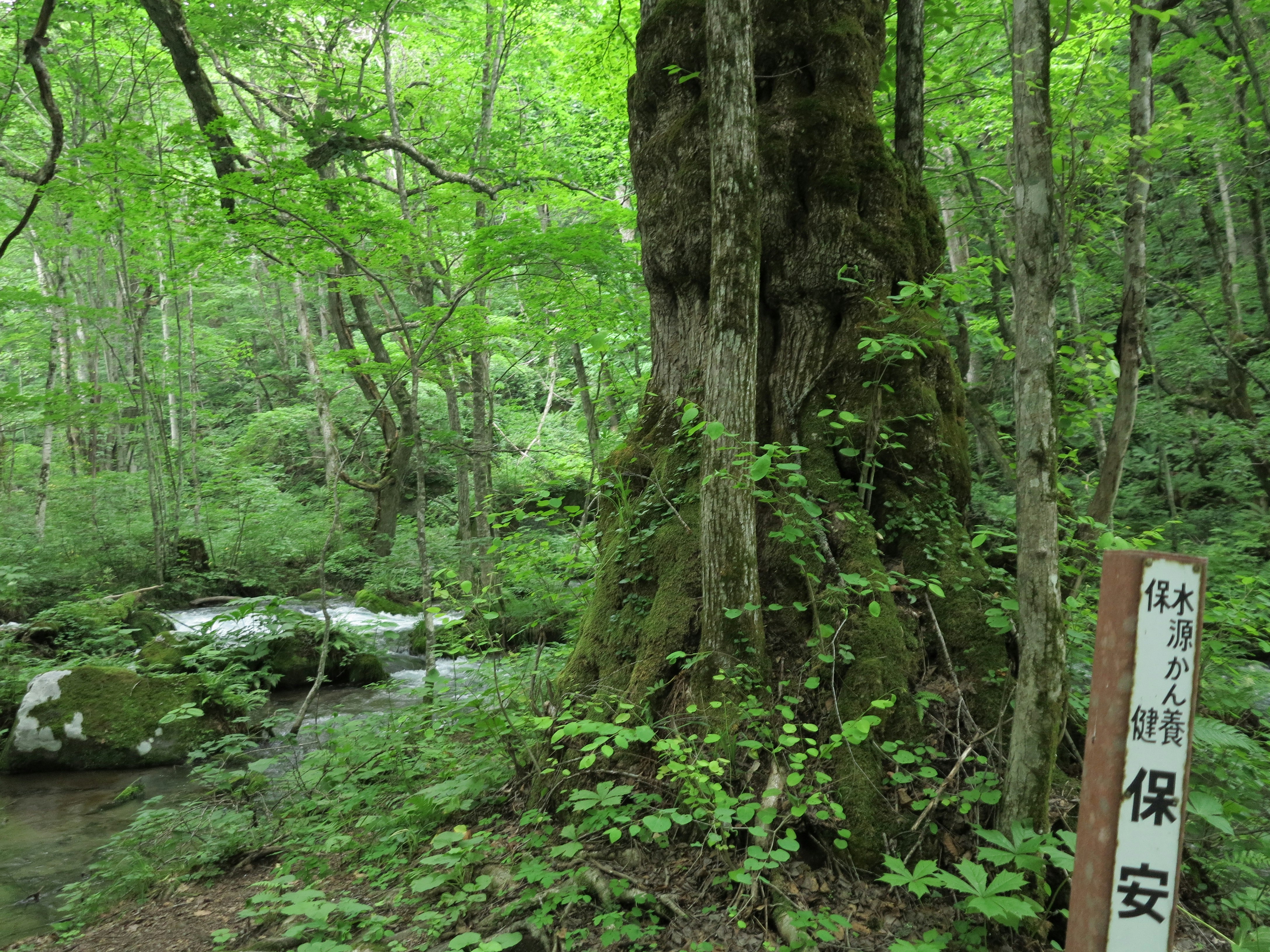 苔むす森の小道と大きな樹木のある保安林
