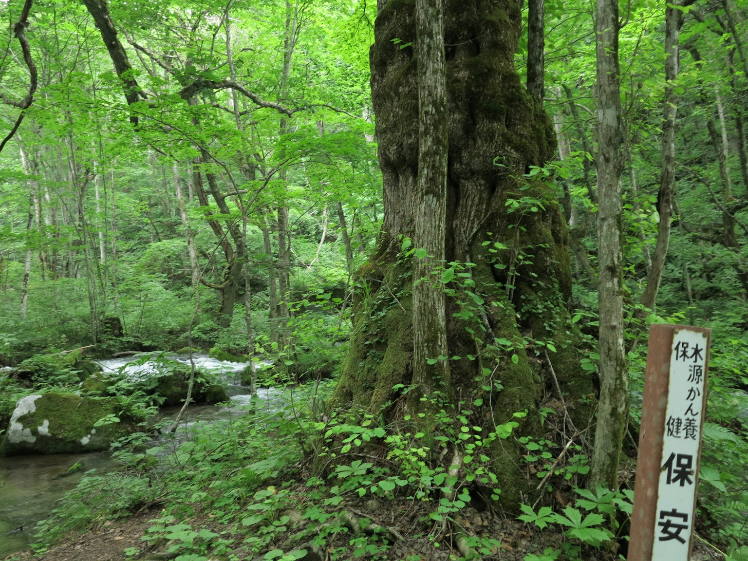 Ein großer Baum in einem üppig grünen Wald mit einem nahegelegenen Schild