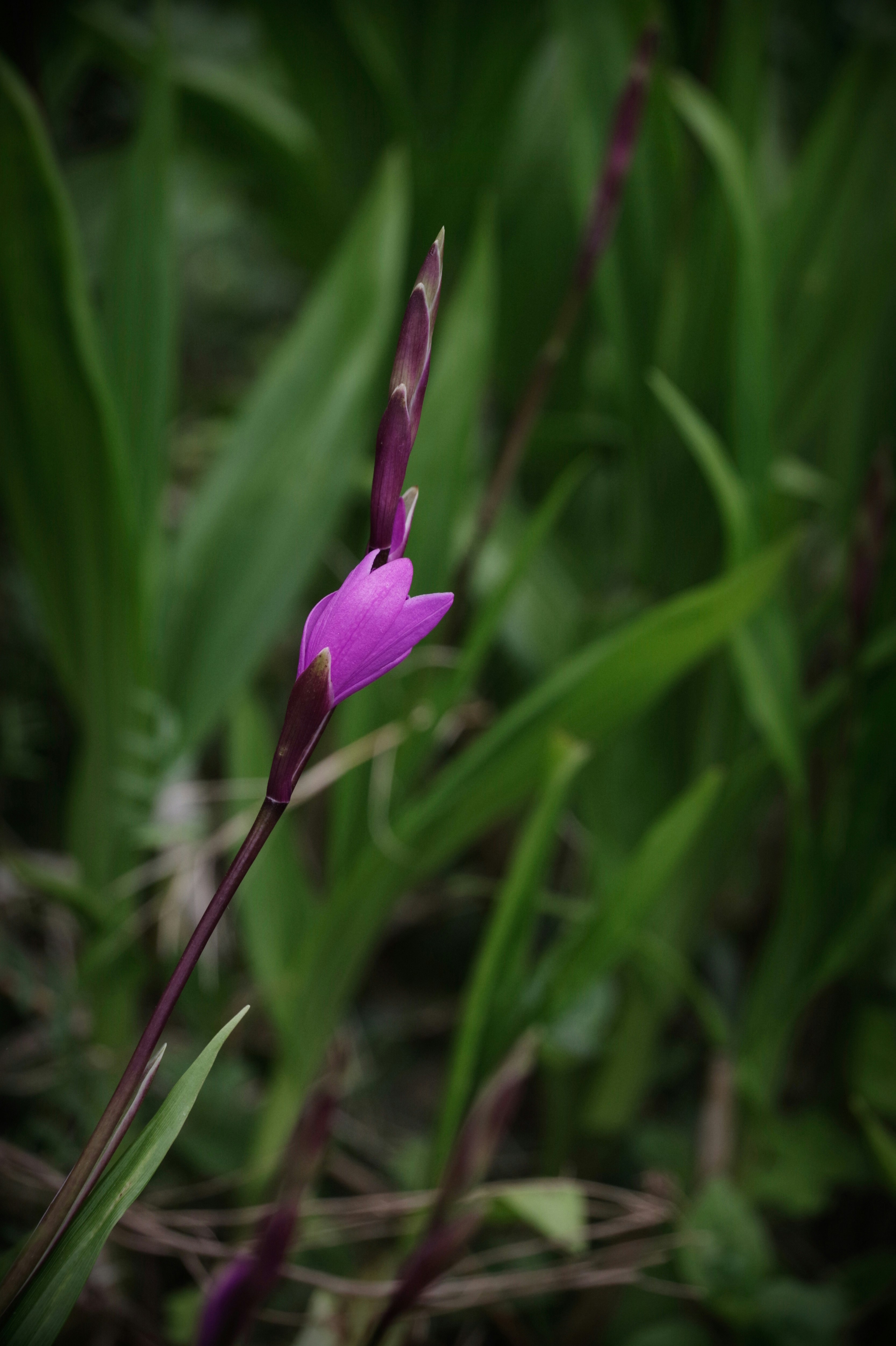紫のシランの花穂が緑の葉の中で咲く画像