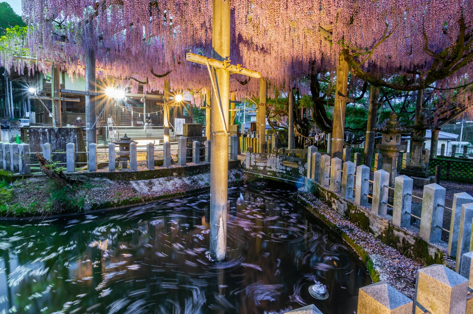 A serene pond reflecting a cherry blossom tree with magical evening lights