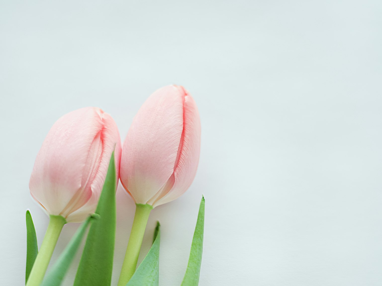 Dos tulipanes rosa pálido con hojas verdes dispuestos uno al lado del otro