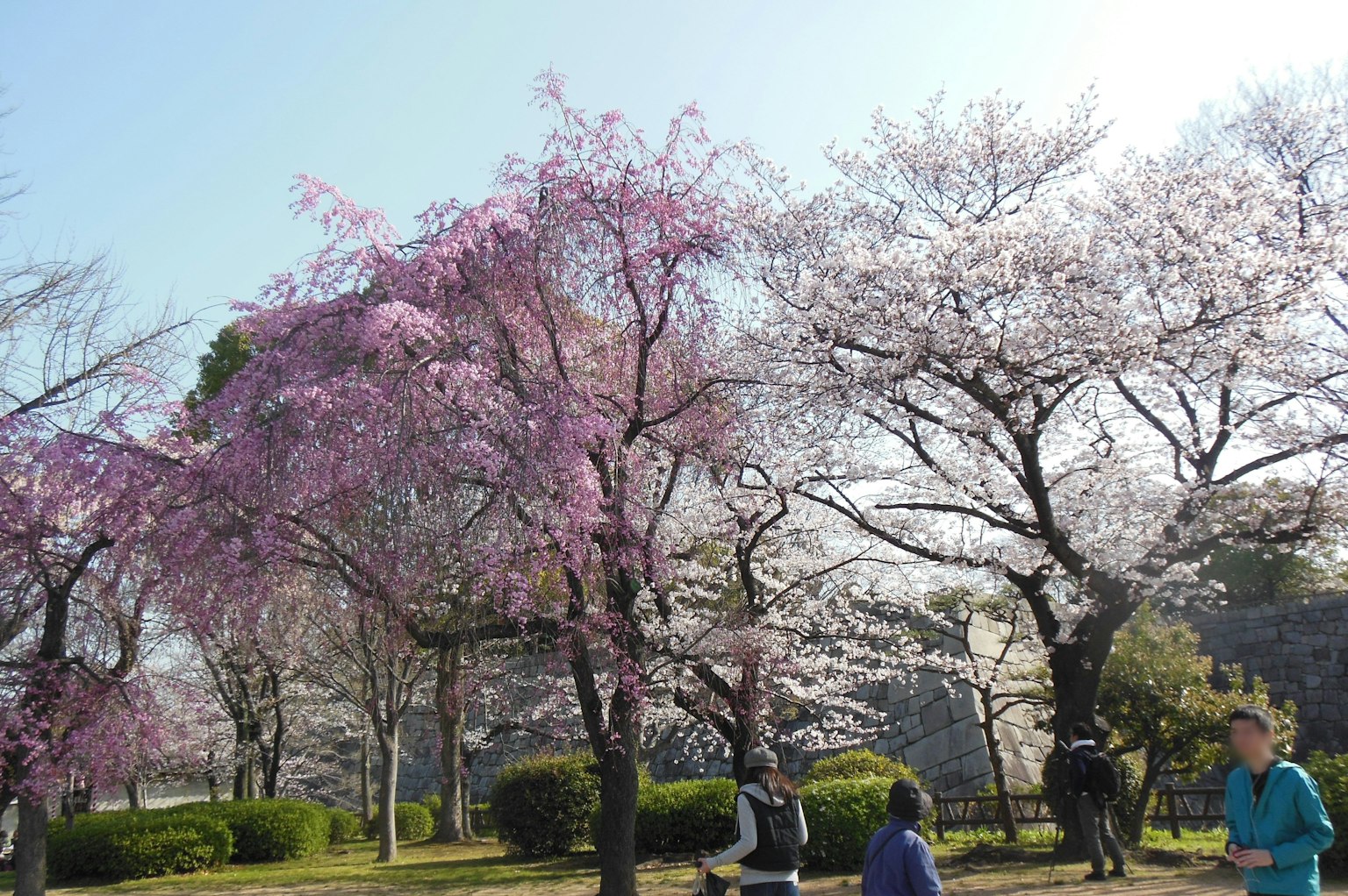 公园场景与盛开的樱花树和游客