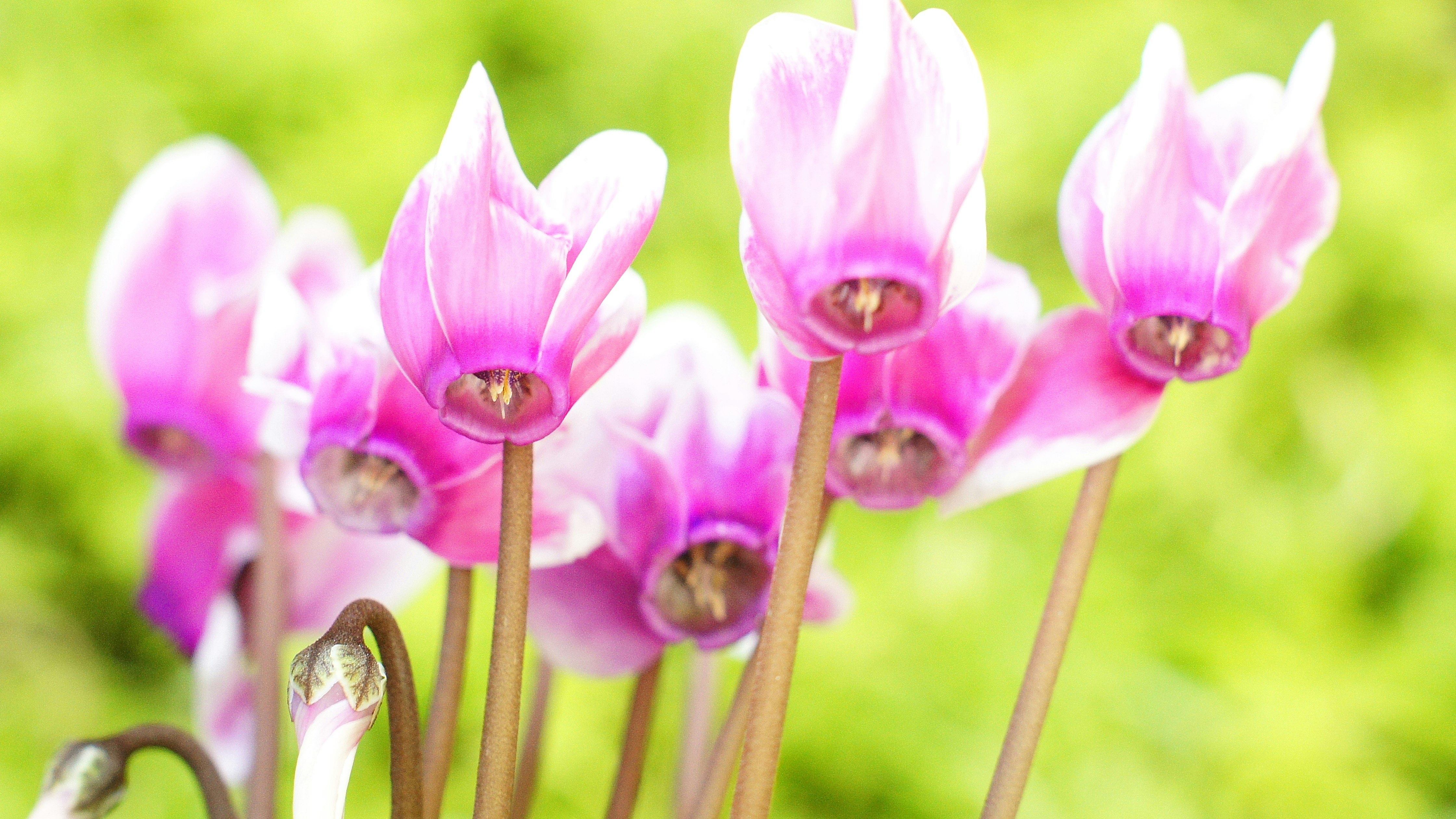 ピンクのガーデンシクラメンの花が並ぶ画像