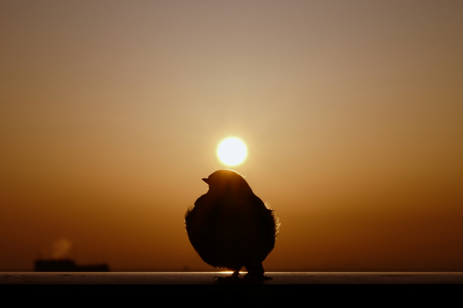 Siluet burung di depan matahari terbenam