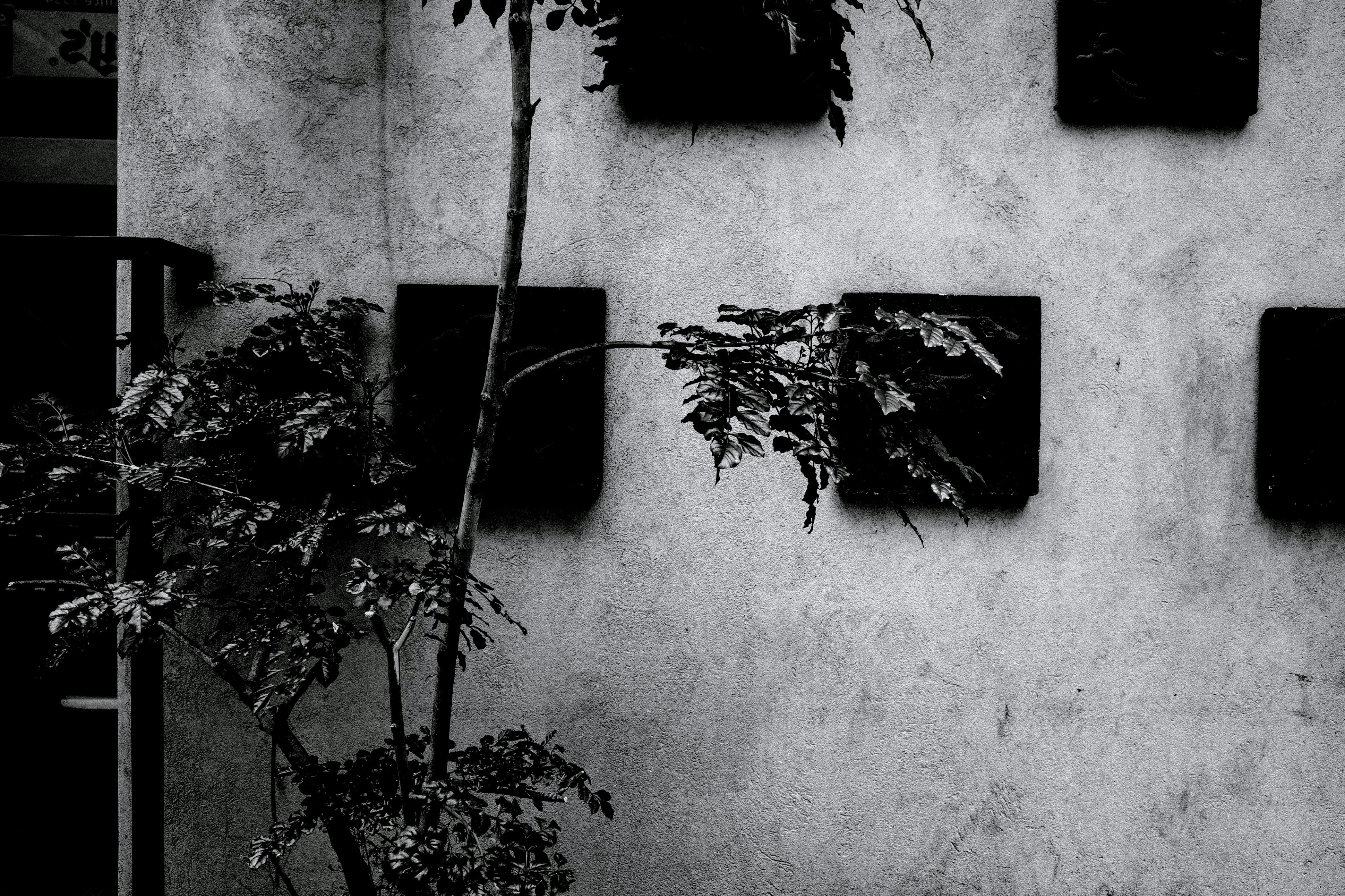 coin de ruelle avec plantes en pots et ombres d’arbres sur un mur