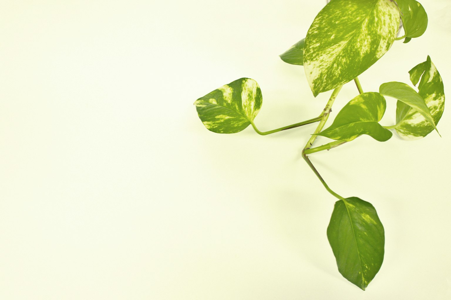 Cây pothos với lá xanh trên nền sáng