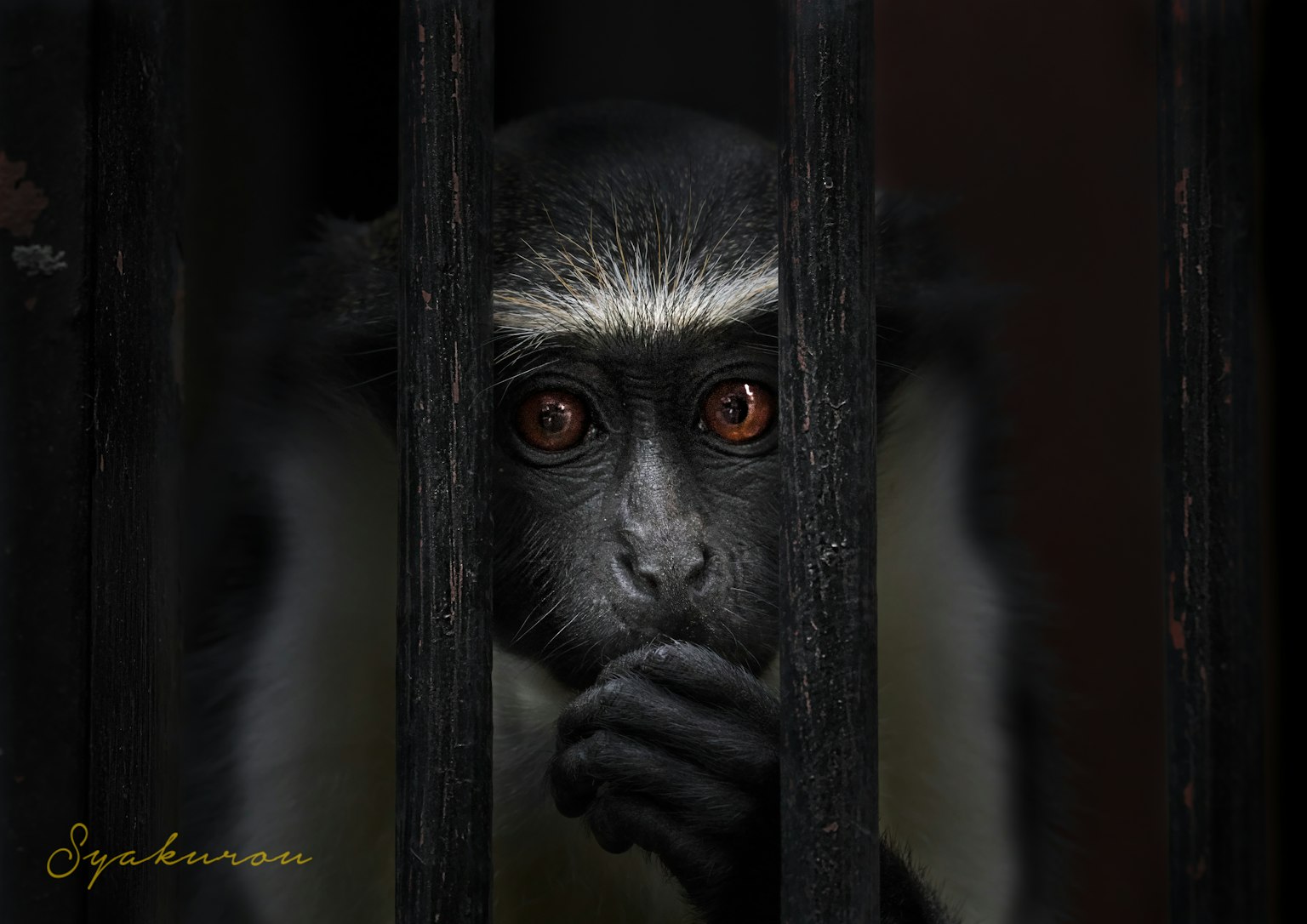 Monkey peering through bars with expressive eyes