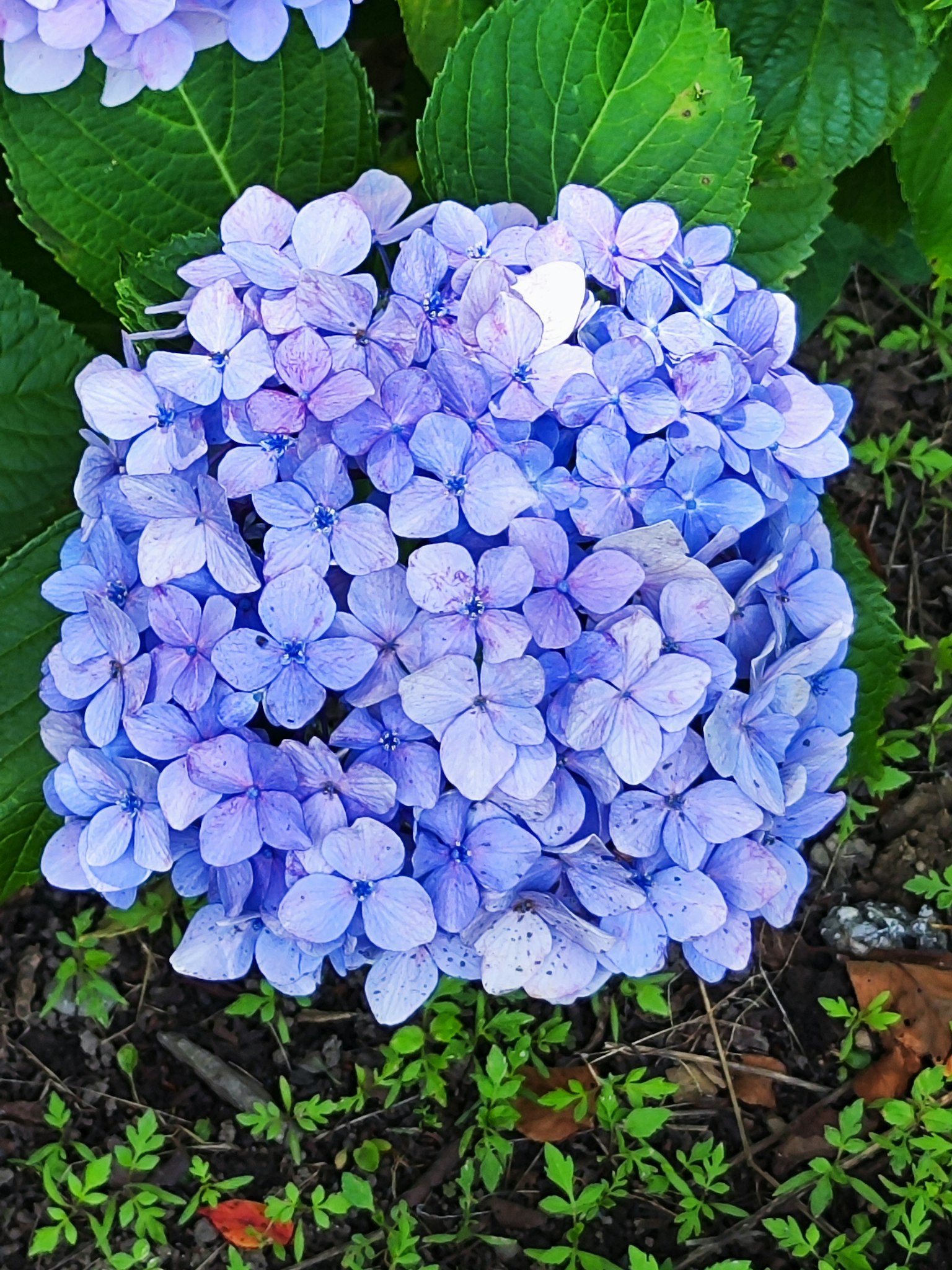 Un groupe de fleurs d'hortensia bleu-violet entourées de feuilles vertes