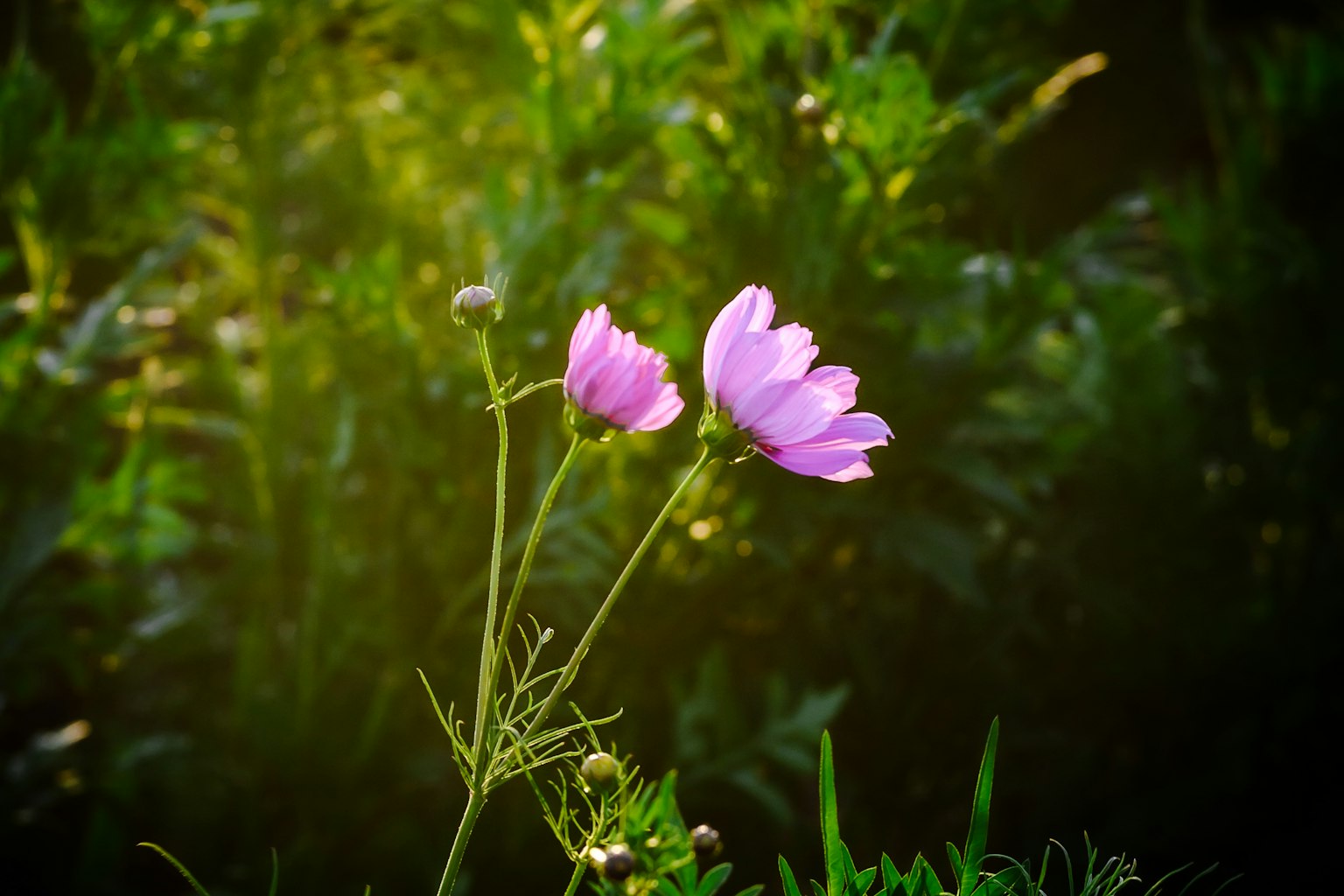 Dos flores rosas floreciendo sobre un fondo verde