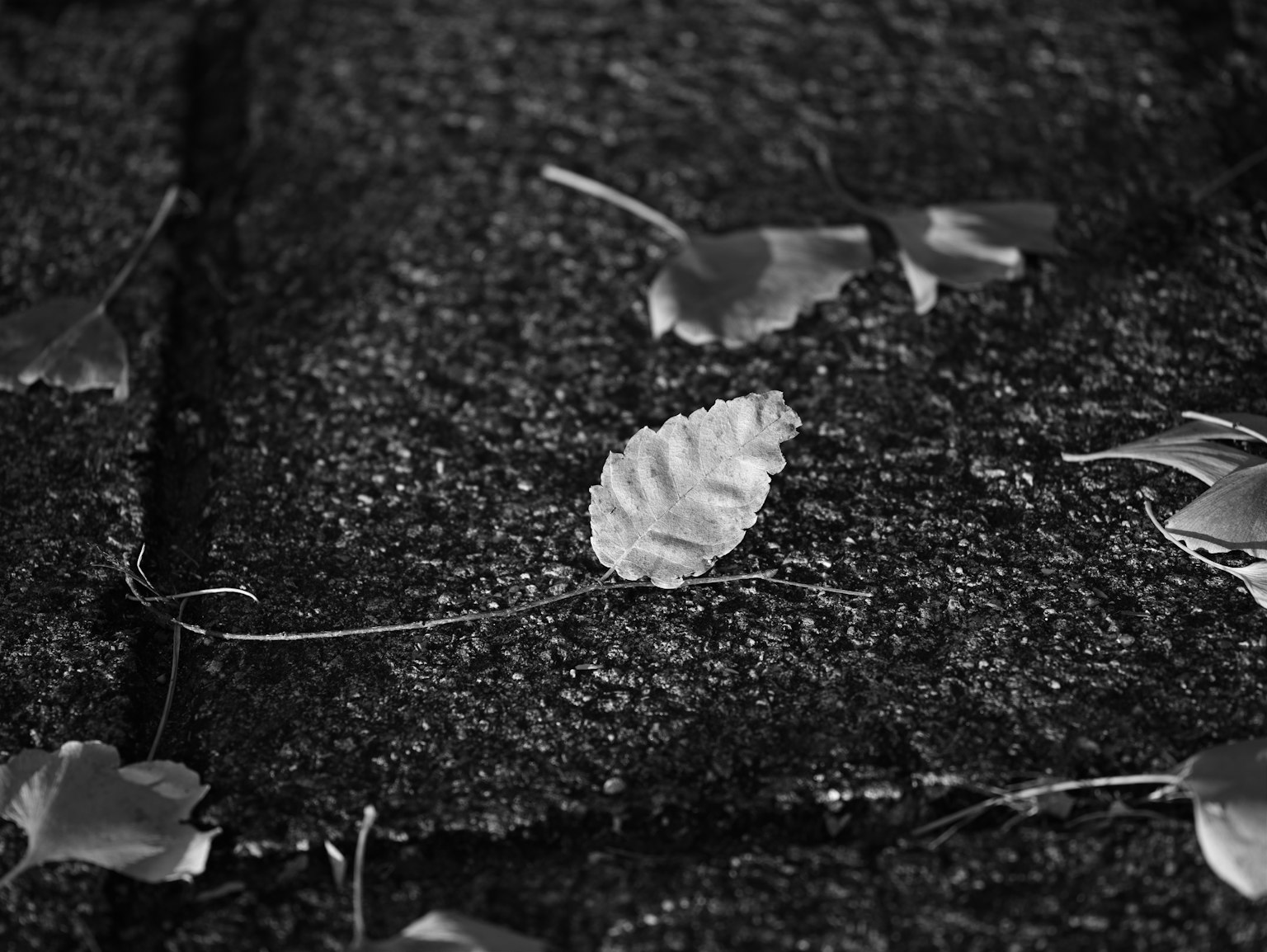 Black and white image featuring scattered leaves on a textured surface