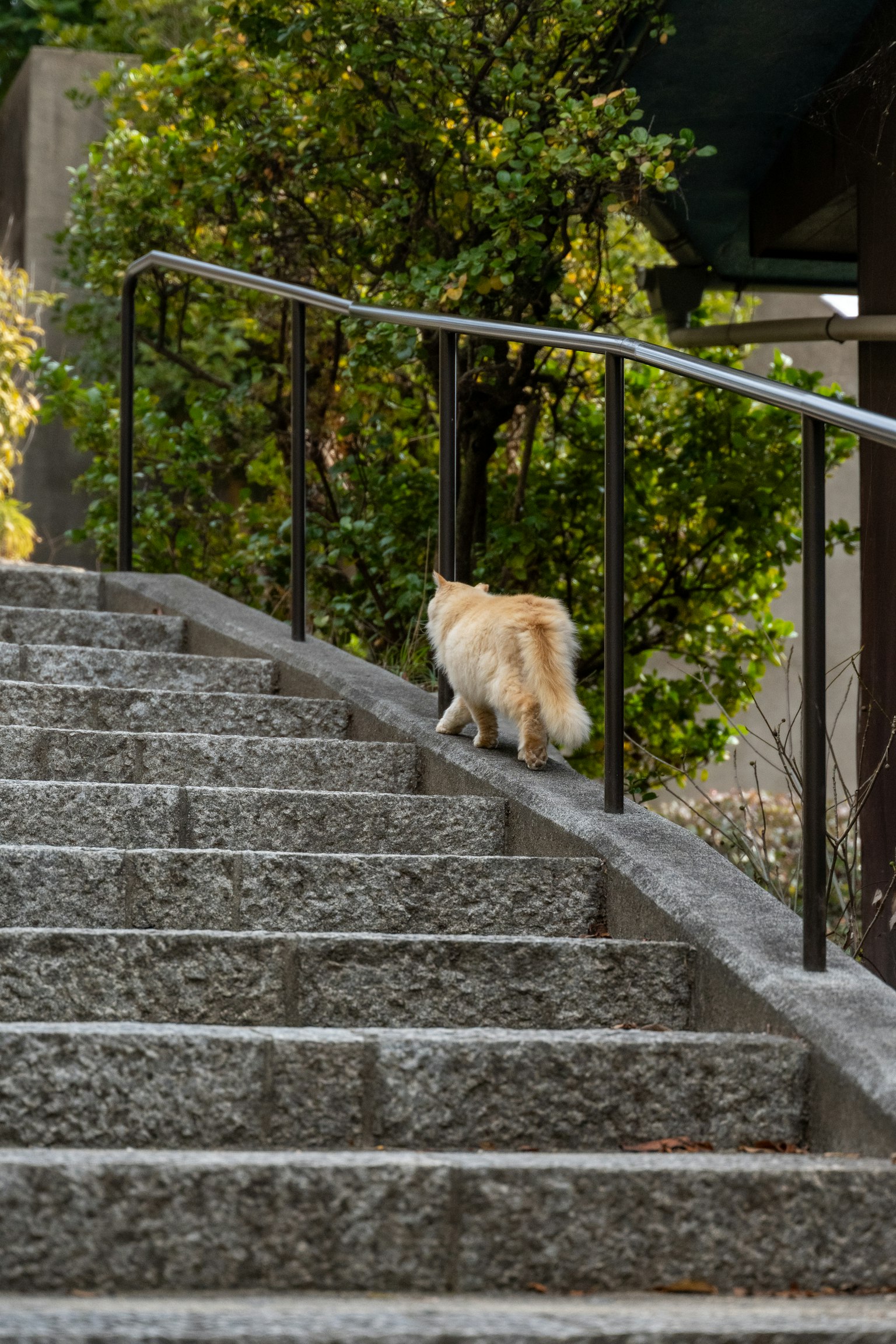 Anjing berjalan naik tangga batu dengan tanaman hijau