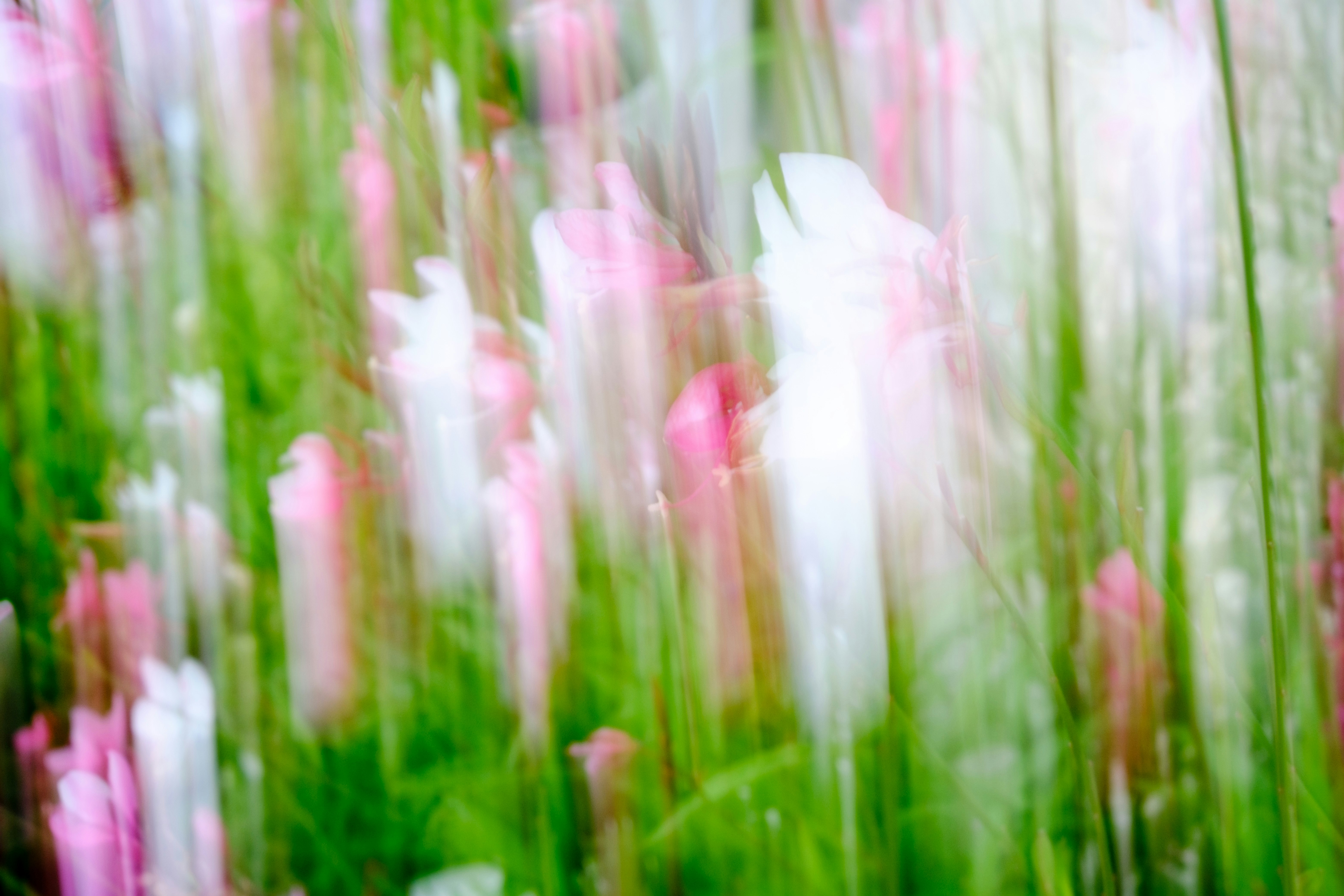草むらの中で揺れるピンクの花のボケ画像