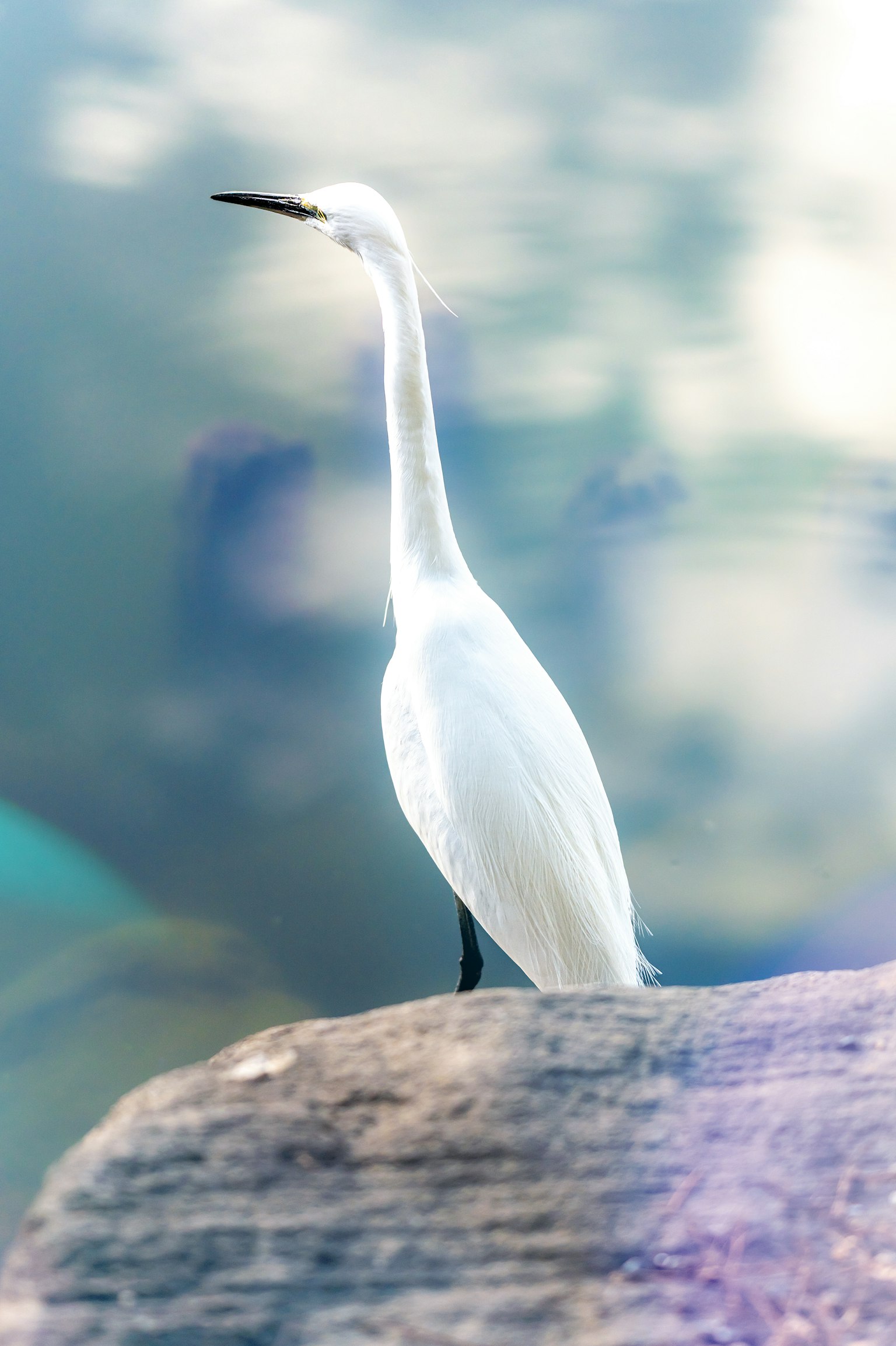 Ein weißer Reiher steht auf einem Felsen am Wasser