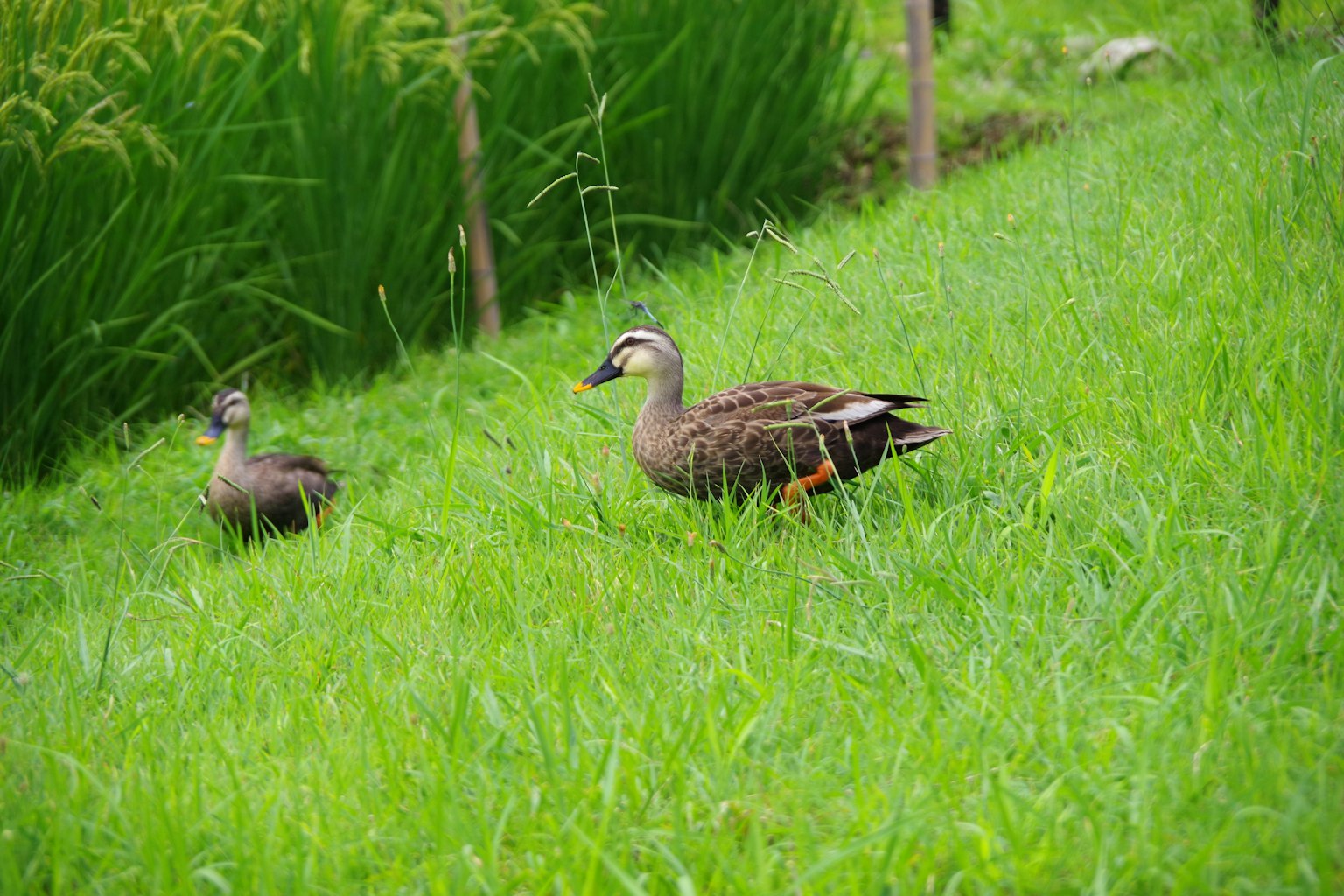 Dua bebek di rumput hijau dengan tanaman padi subur di latar belakang
