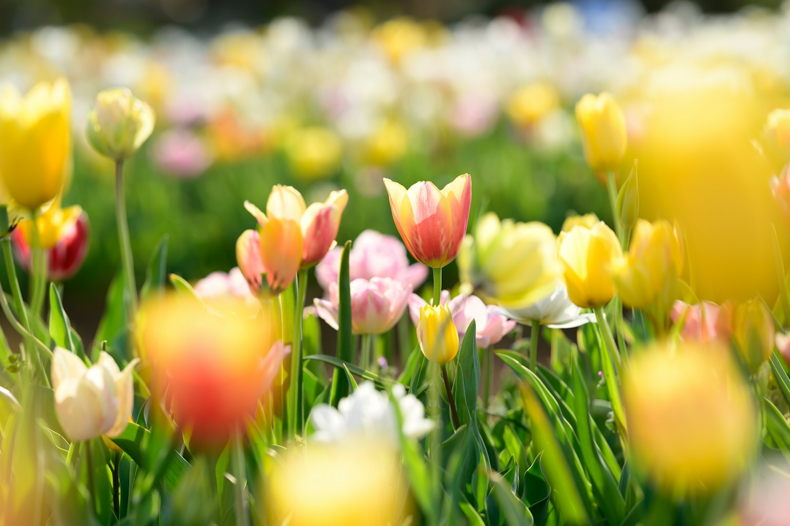 Un campo vibrante di tulipani in fiore di vari colori