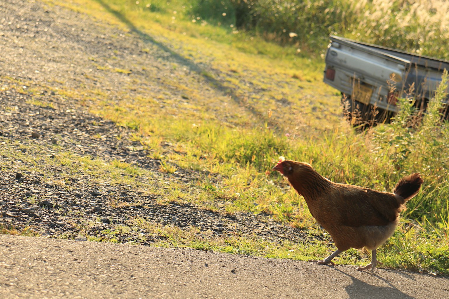 ไก่สีน้ำตาลข้ามถนนในพื้นหลังธรรมชาติ
