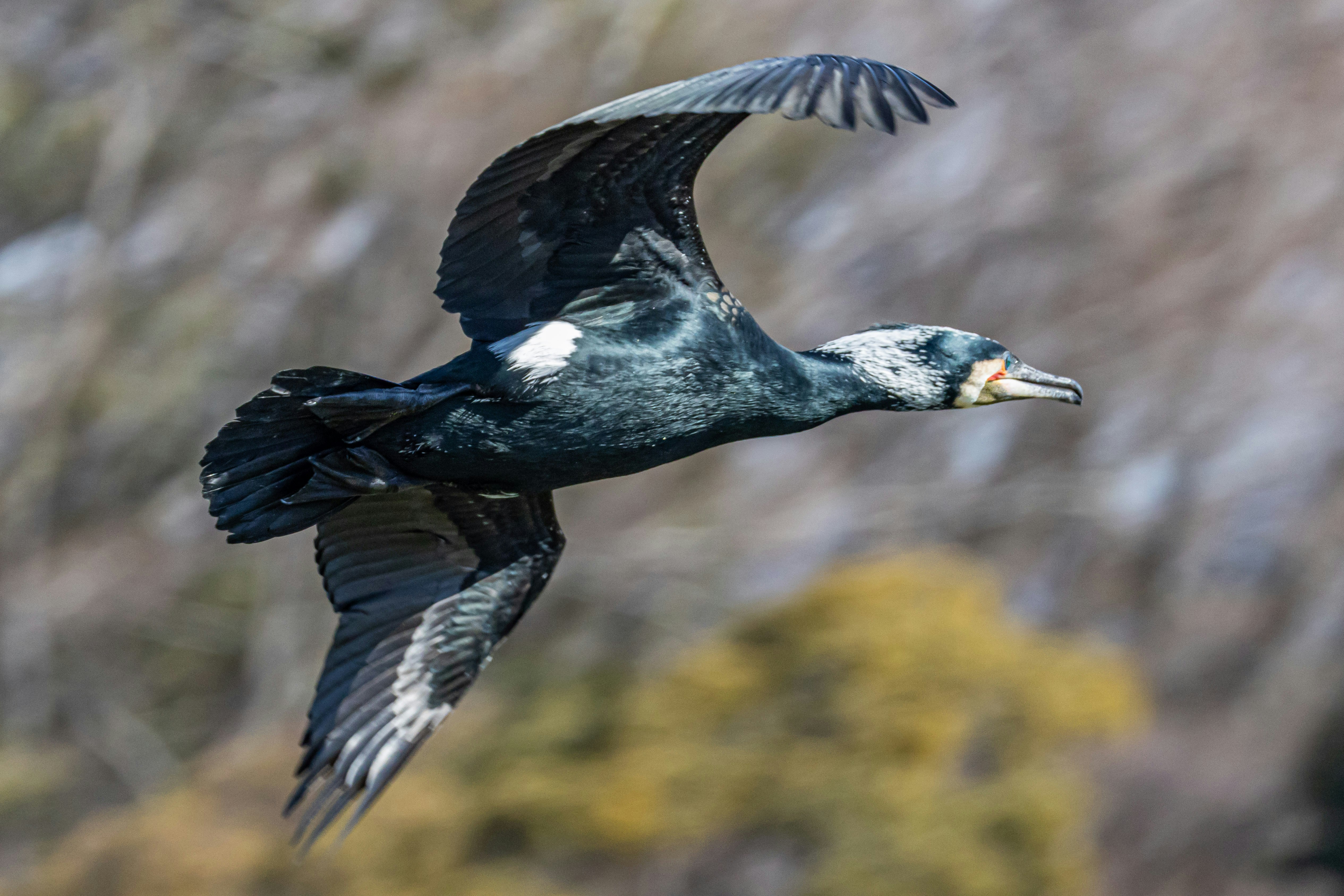 飛翔する鳥の横顔