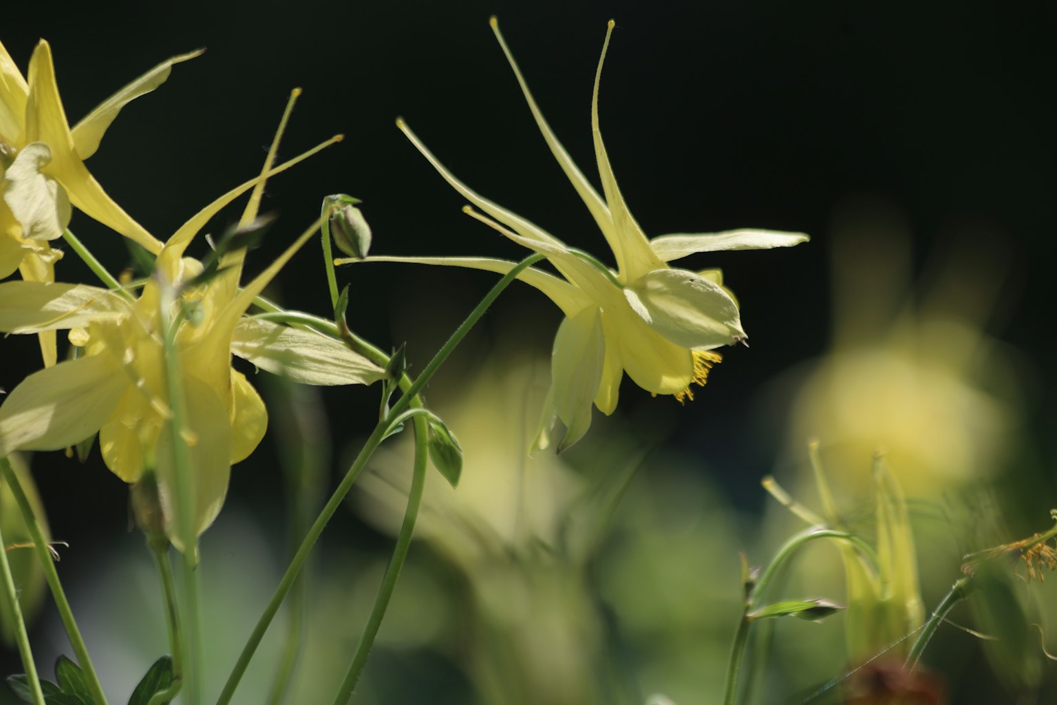 Gros plan sur des fleurs jaunes avec un arrière-plan flou