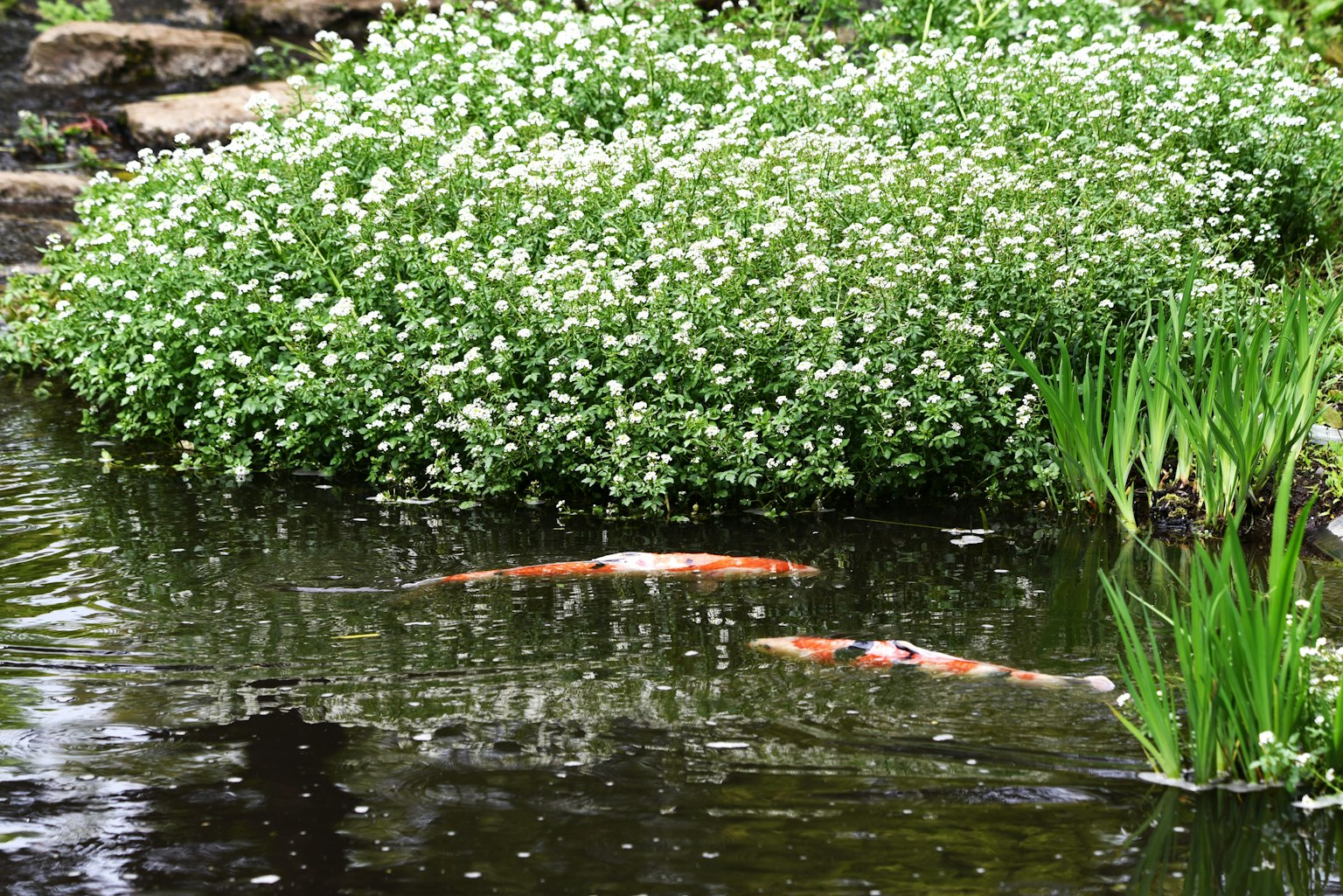池塘中游泳的鯉魚和周圍的白色花朵