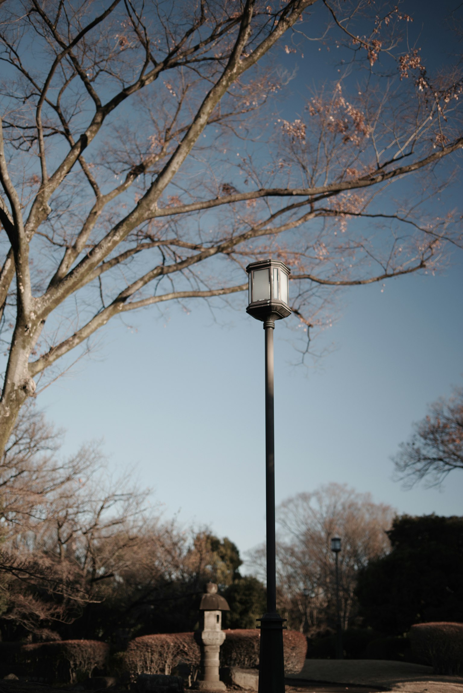 Une scène de parc tranquille avec un lampadaire et des branches d'arbre