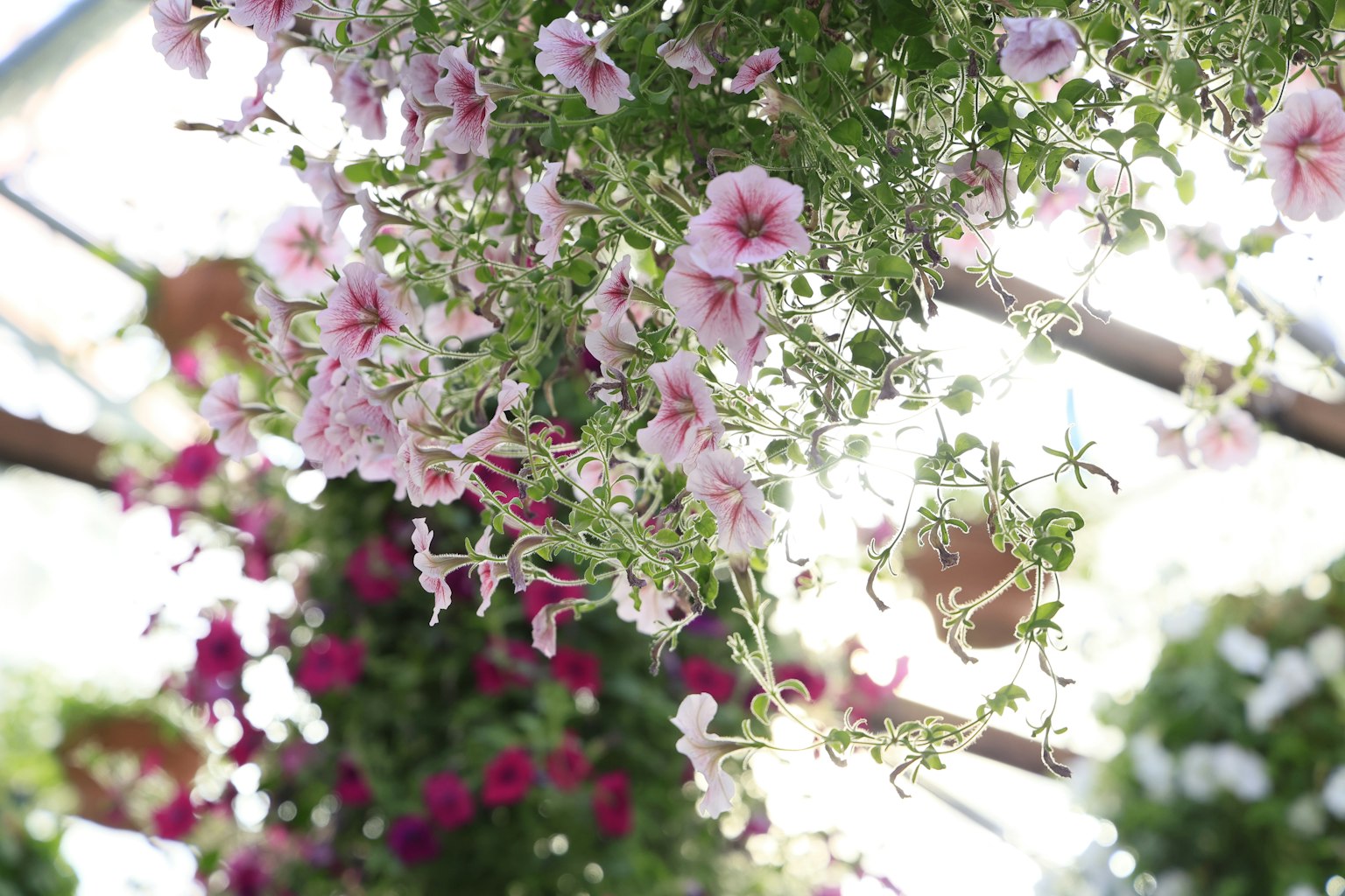 Beautiful scene of hanging plants with pink flowers