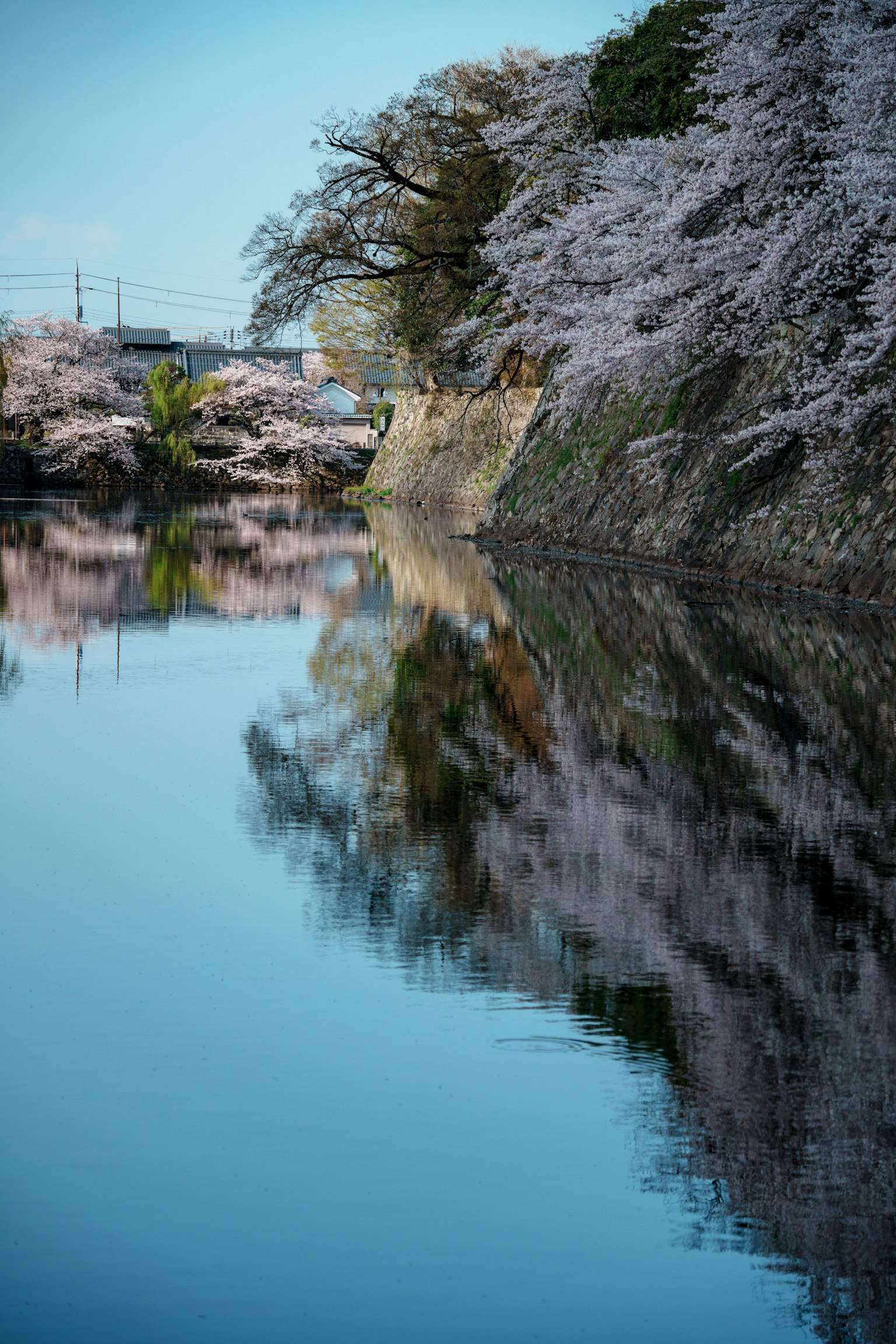 Bellissimo paesaggio con alberi di ciliegio che si riflettono sull'acqua