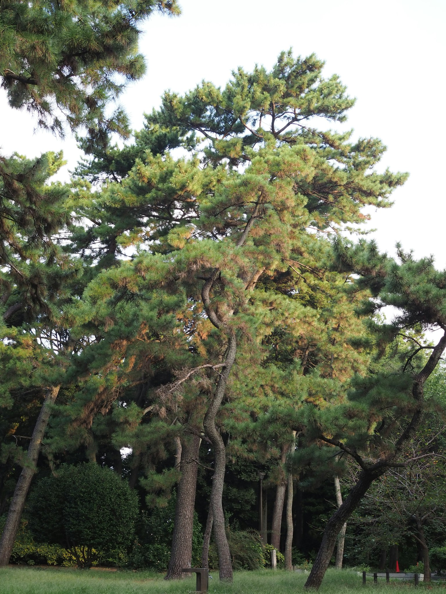 Eine Landschaft mit üppigen Kiefern in einem Park