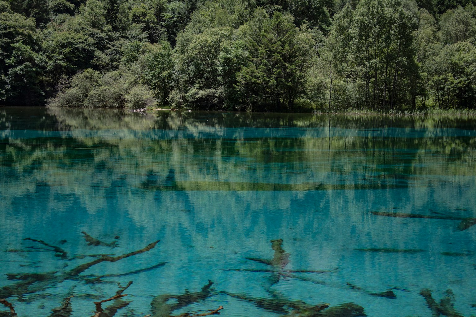 Surface d'eau claire reflétant des arbres et des racines submergées