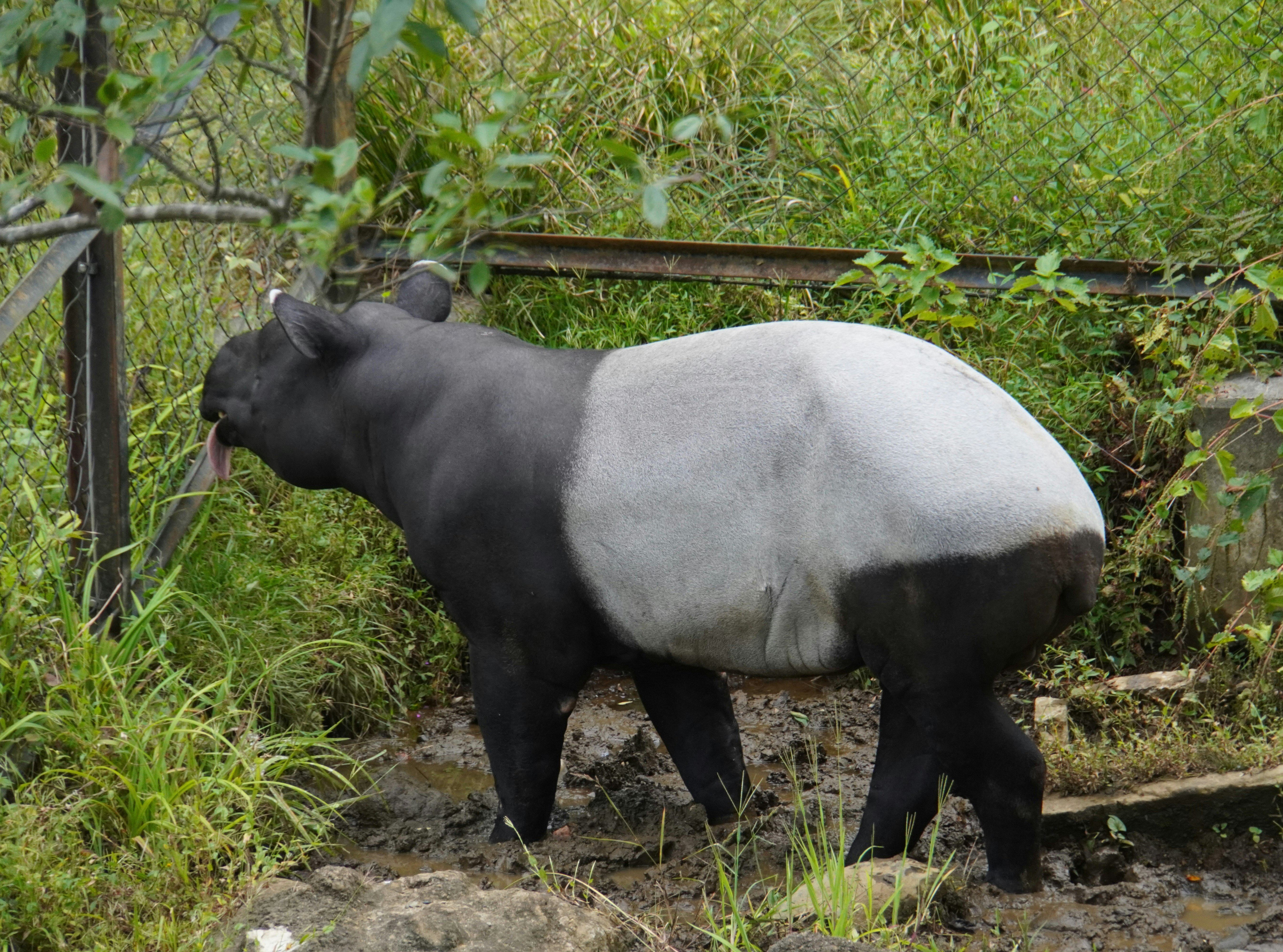 tapir malayo de pie en un hábitat de hierba