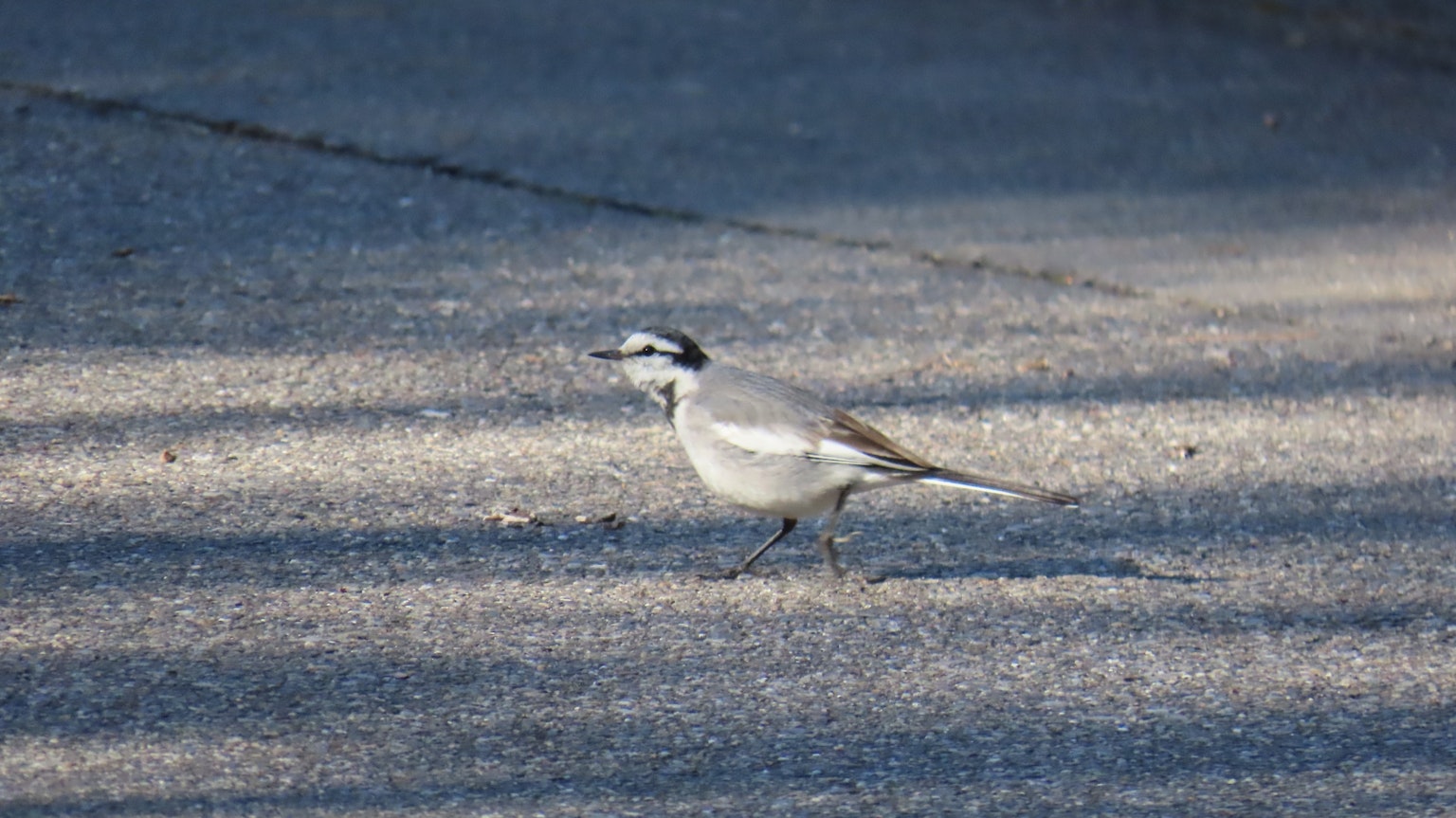 Burung abu-abu berjalan di jalan