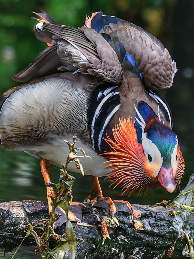 Mandarinenten und ein vogelähnlicher Eisvogel auf einem Felsen am Flussufer