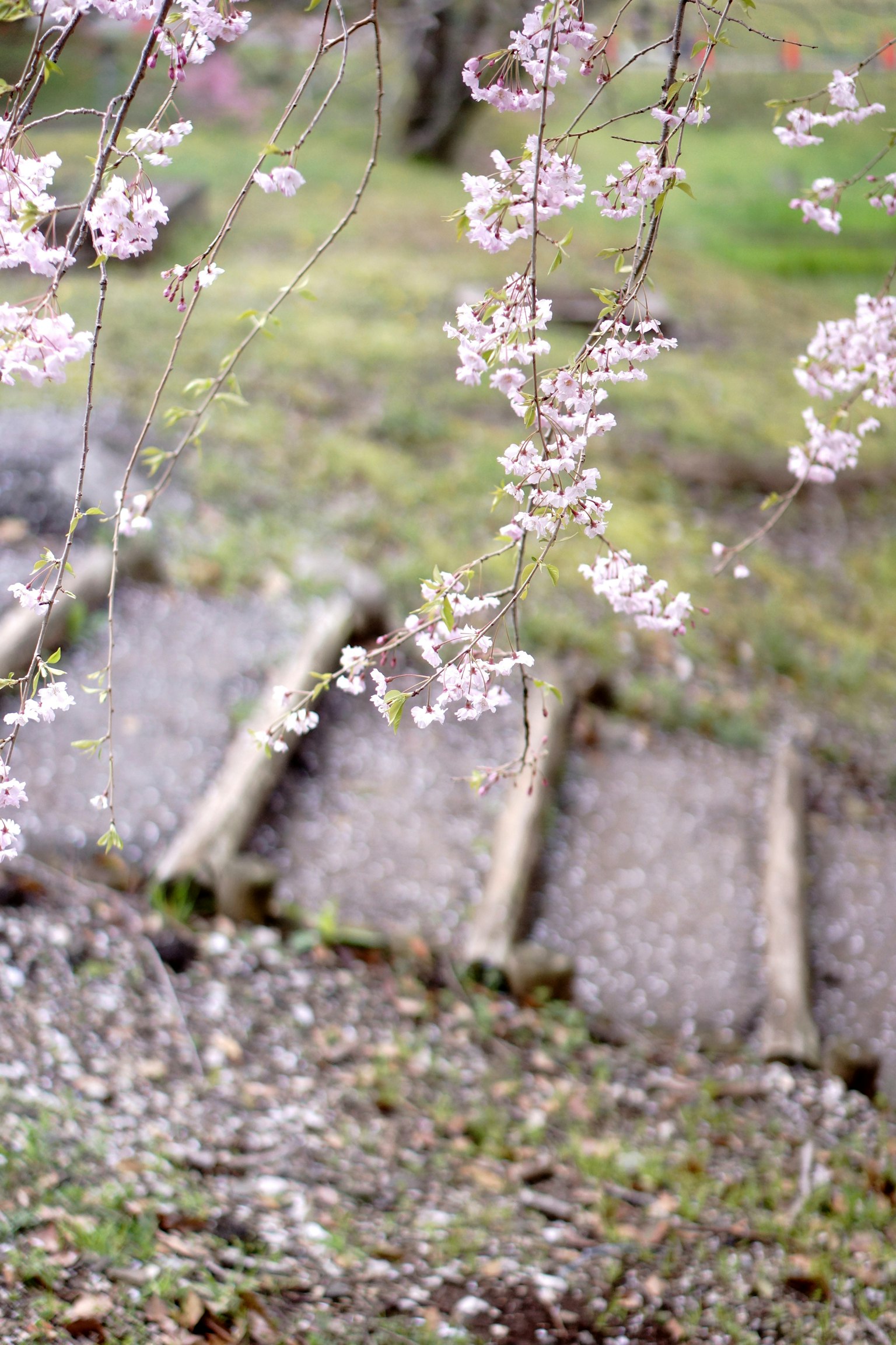 Flores de cerezo en flor con escalones de piedra en un jardín