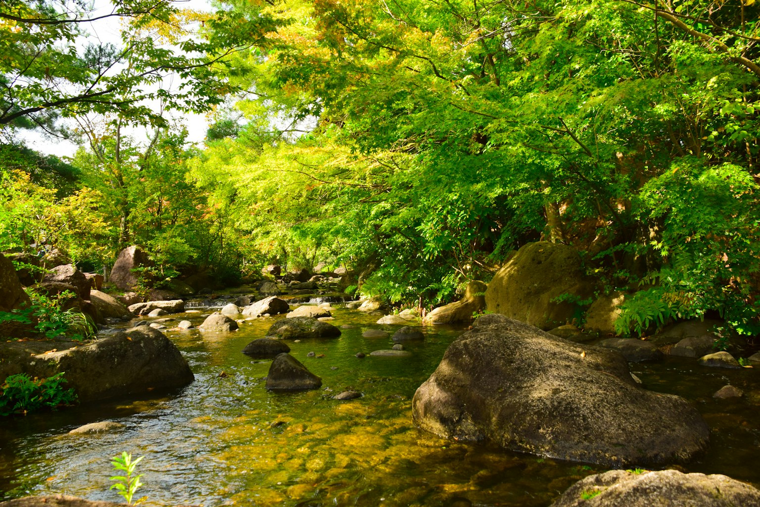 Paysage de rivière verdoyant avec des rochers mettant en valeur la beauté naturelle