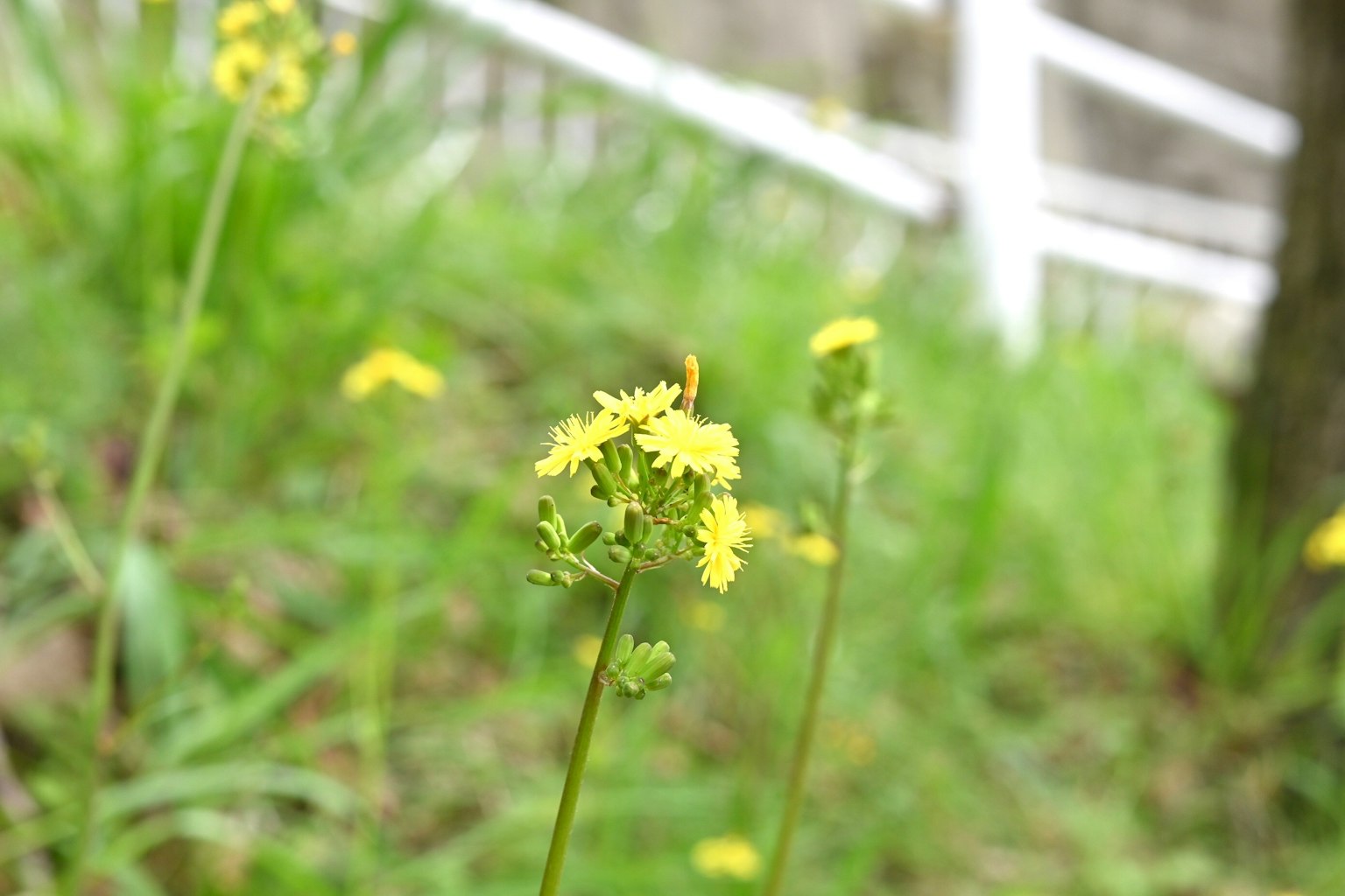 Yellow flowers blooming in a grassy area with a white fence in the background