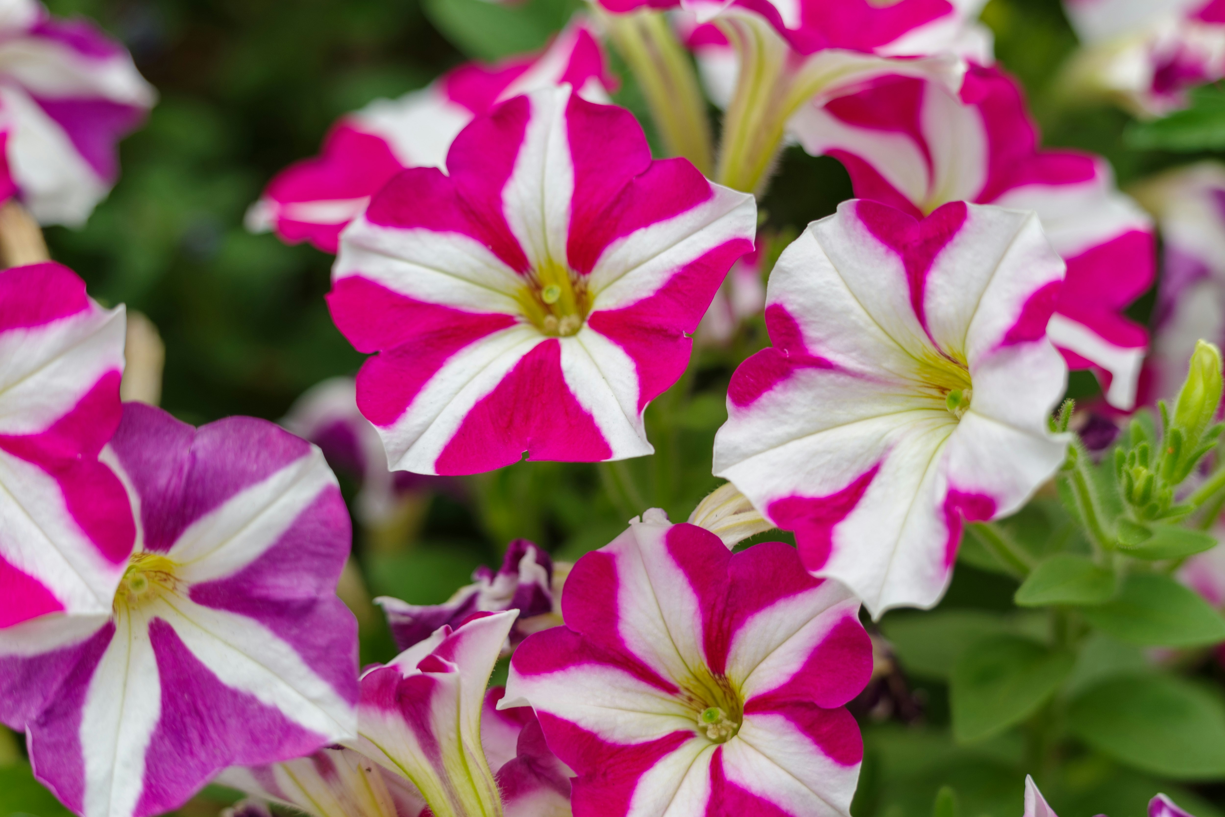 白と紫の花が咲き並ぶ花畑のクローズアップ