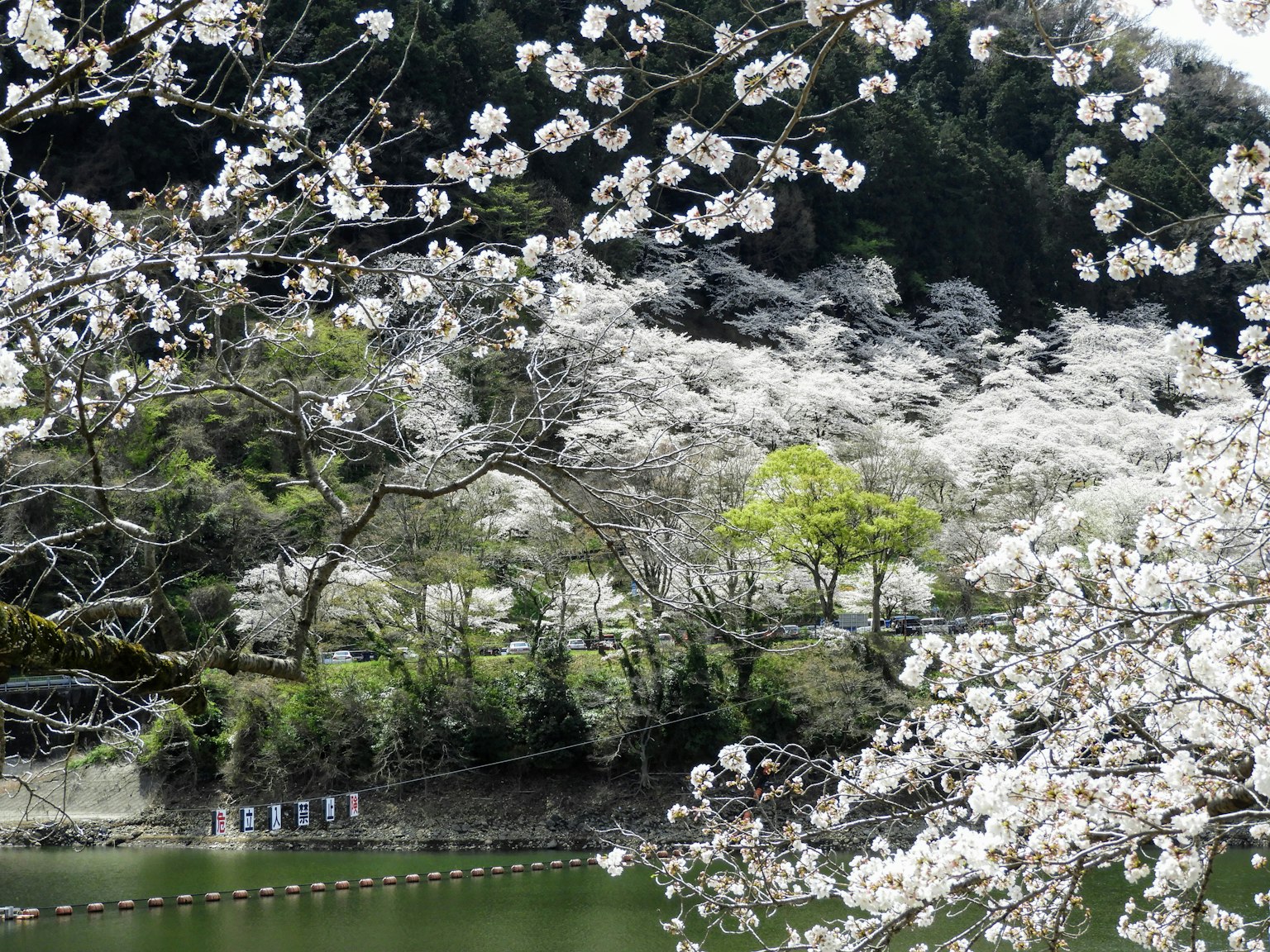 ทะเลสาบที่เงียบสงบพร้อมดอกเชอร์รี่ที่บานและต้นไม้สีเขียวในพื้นหลัง