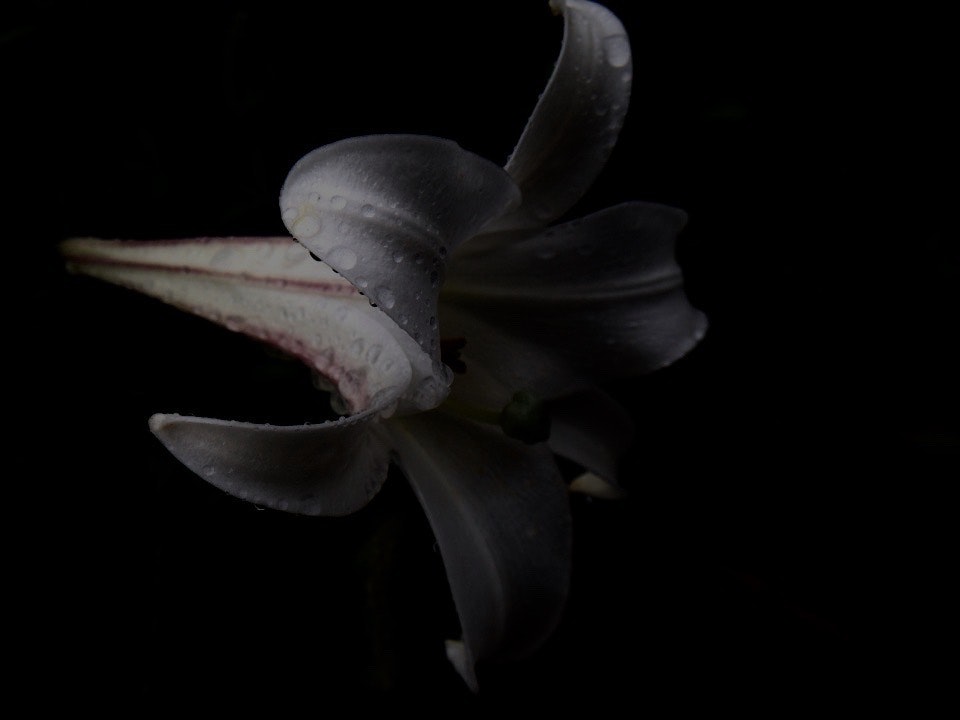 黒背景に浮かぶ花びらのような抽象的な形