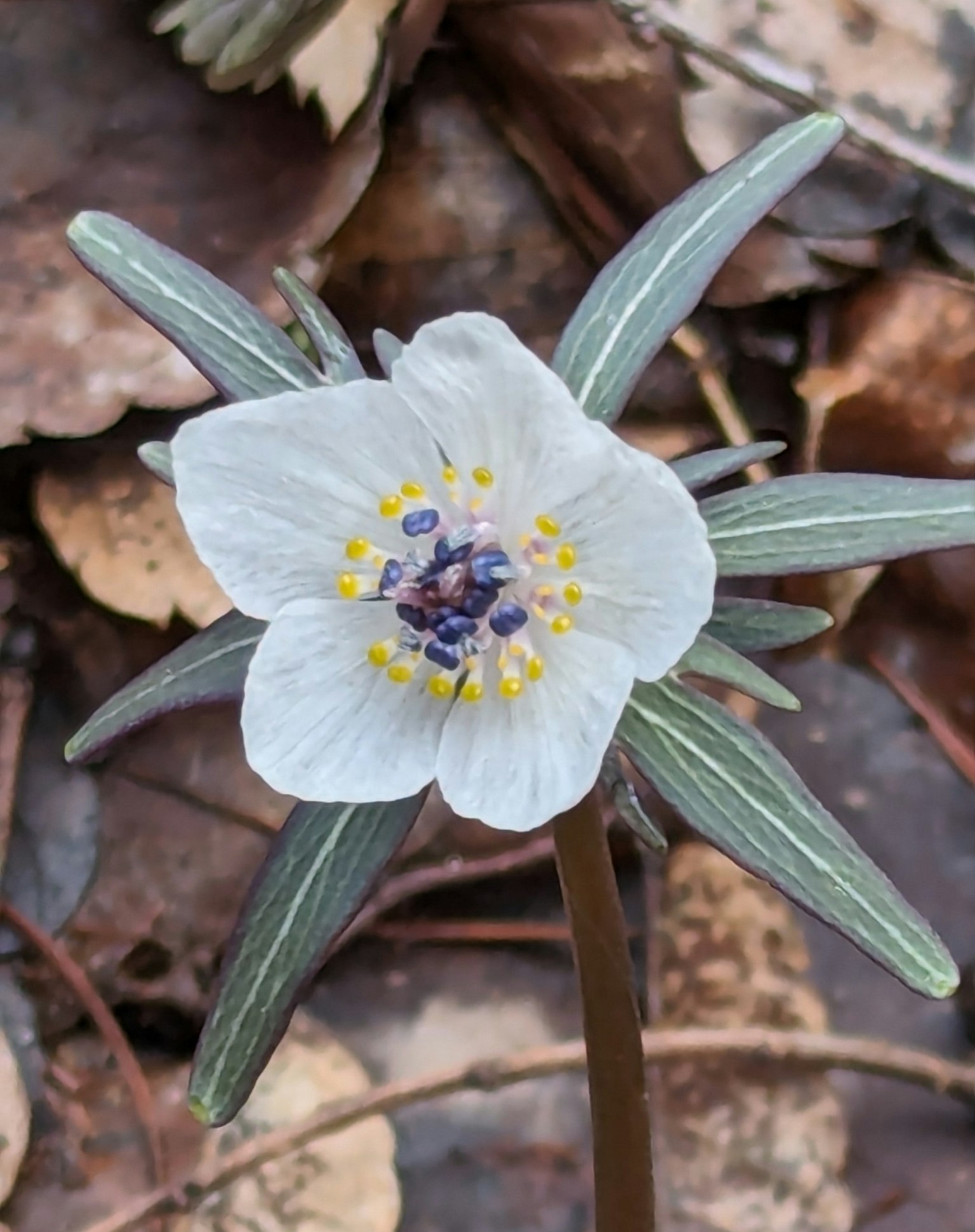 Gros plan sur une fleur blanche avec des feuilles vertes
