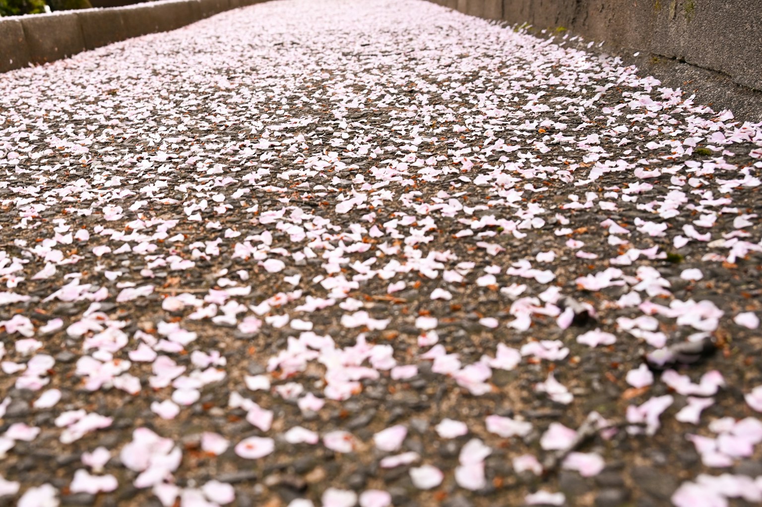 樱花花瓣散落在地面上的特写