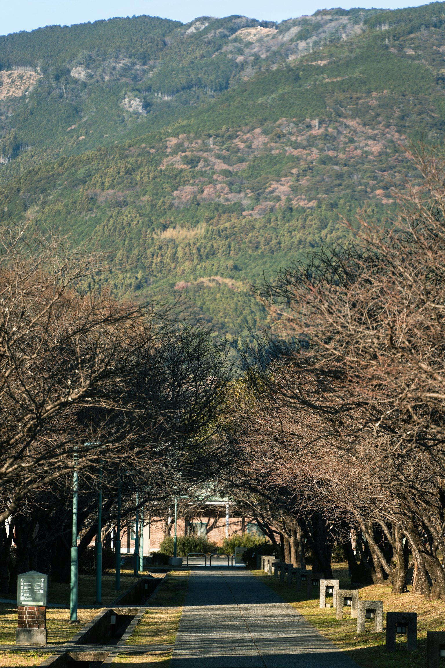 Sentiero panoramico fiancheggiato da alberi spogli circondato da montagne