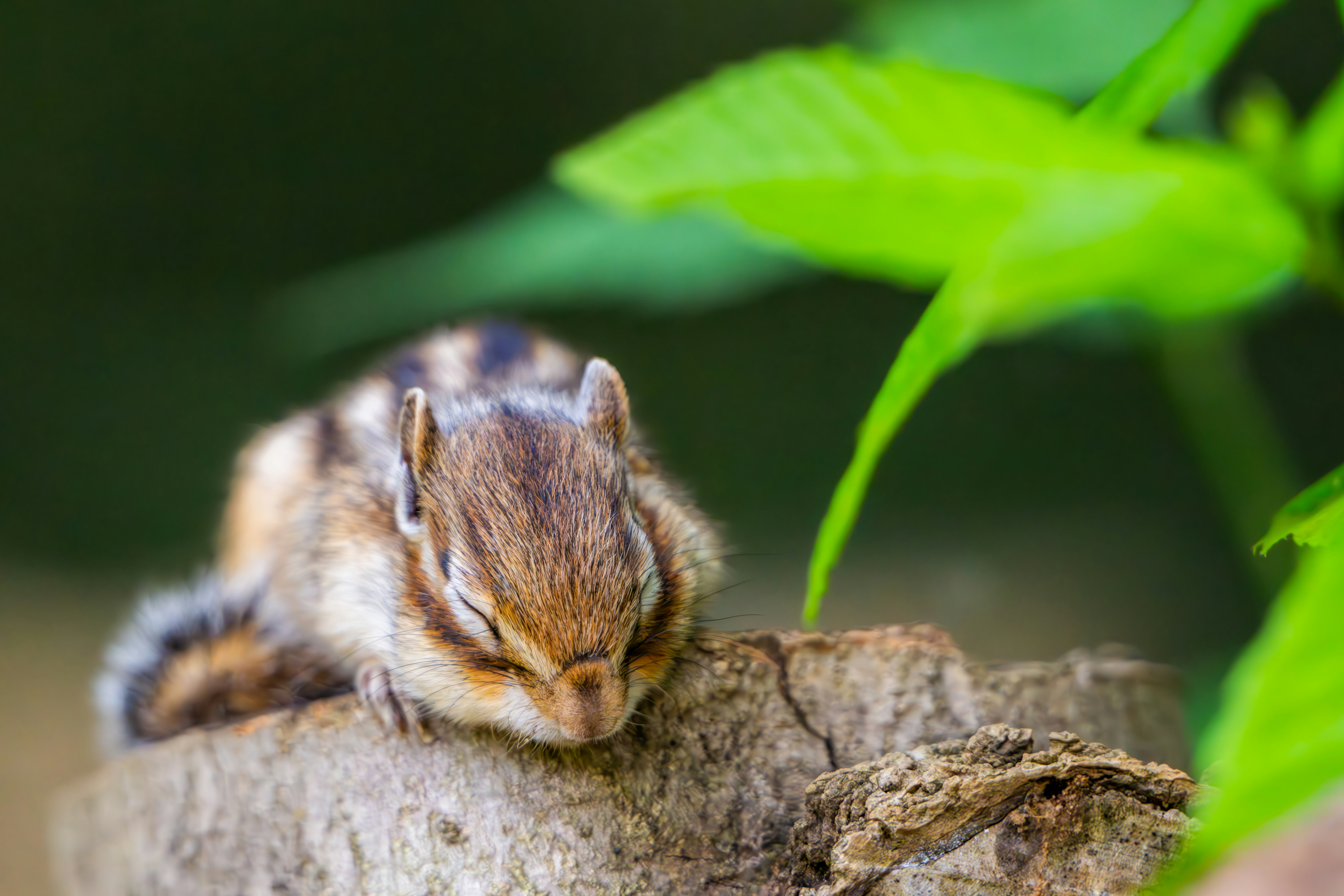 vue de profil d’un petit hamster sur un rocher, au milieu de l’herbe