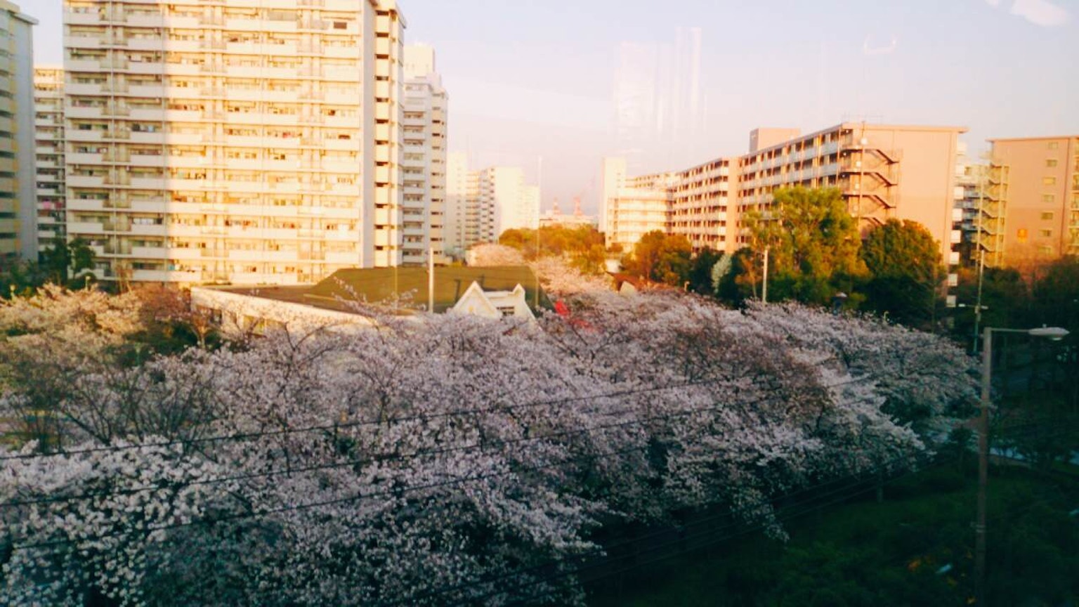 桜の花が咲いている風景と高層ビル群の景観